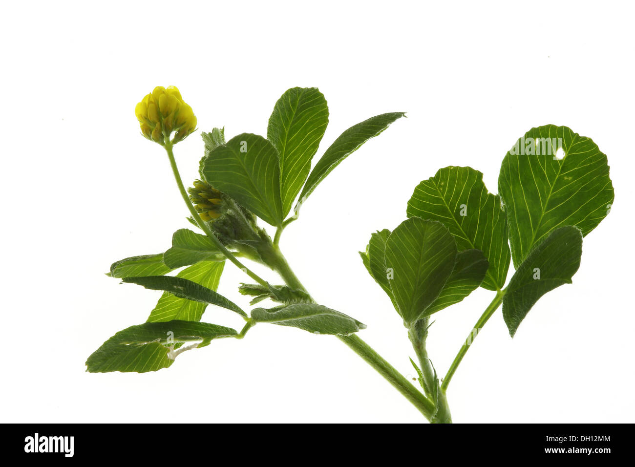 Trifolium dubium, Lesser Hop Trefoil Stock Photo