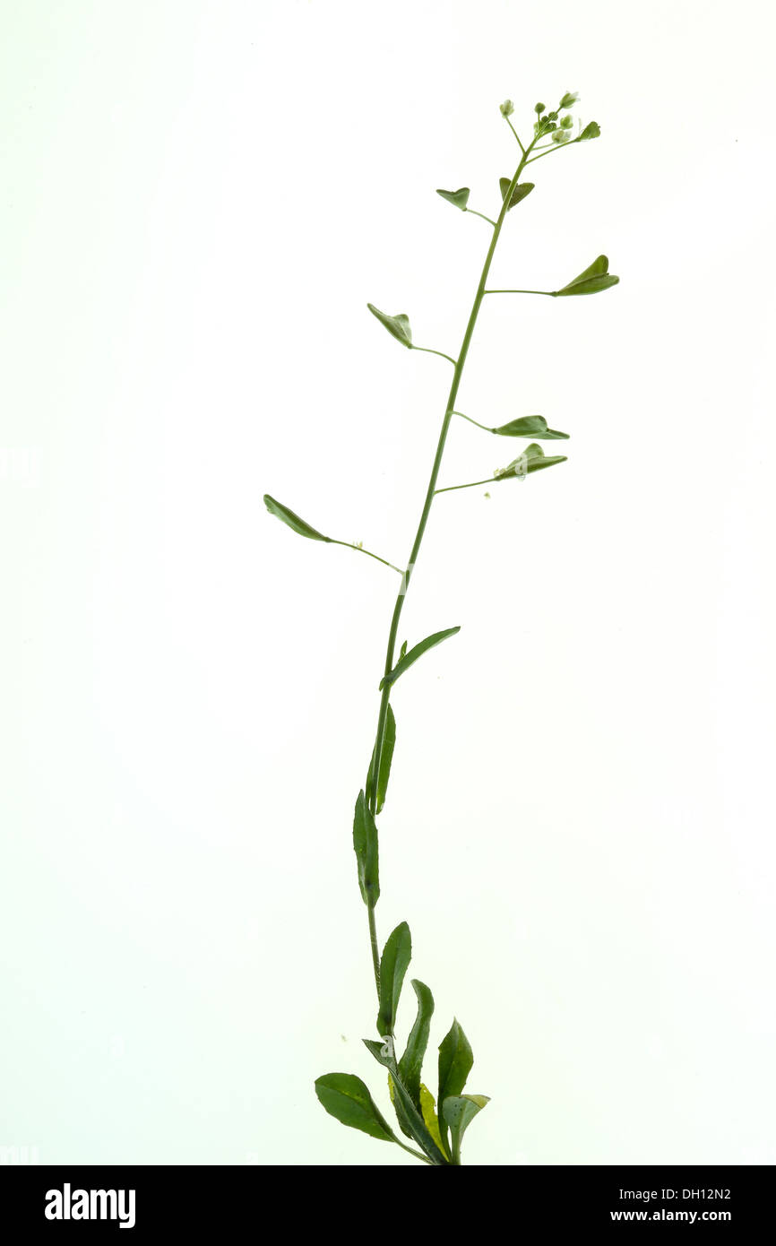 Shepherd's purse, Capsella bursa-pastoris Stock Photo