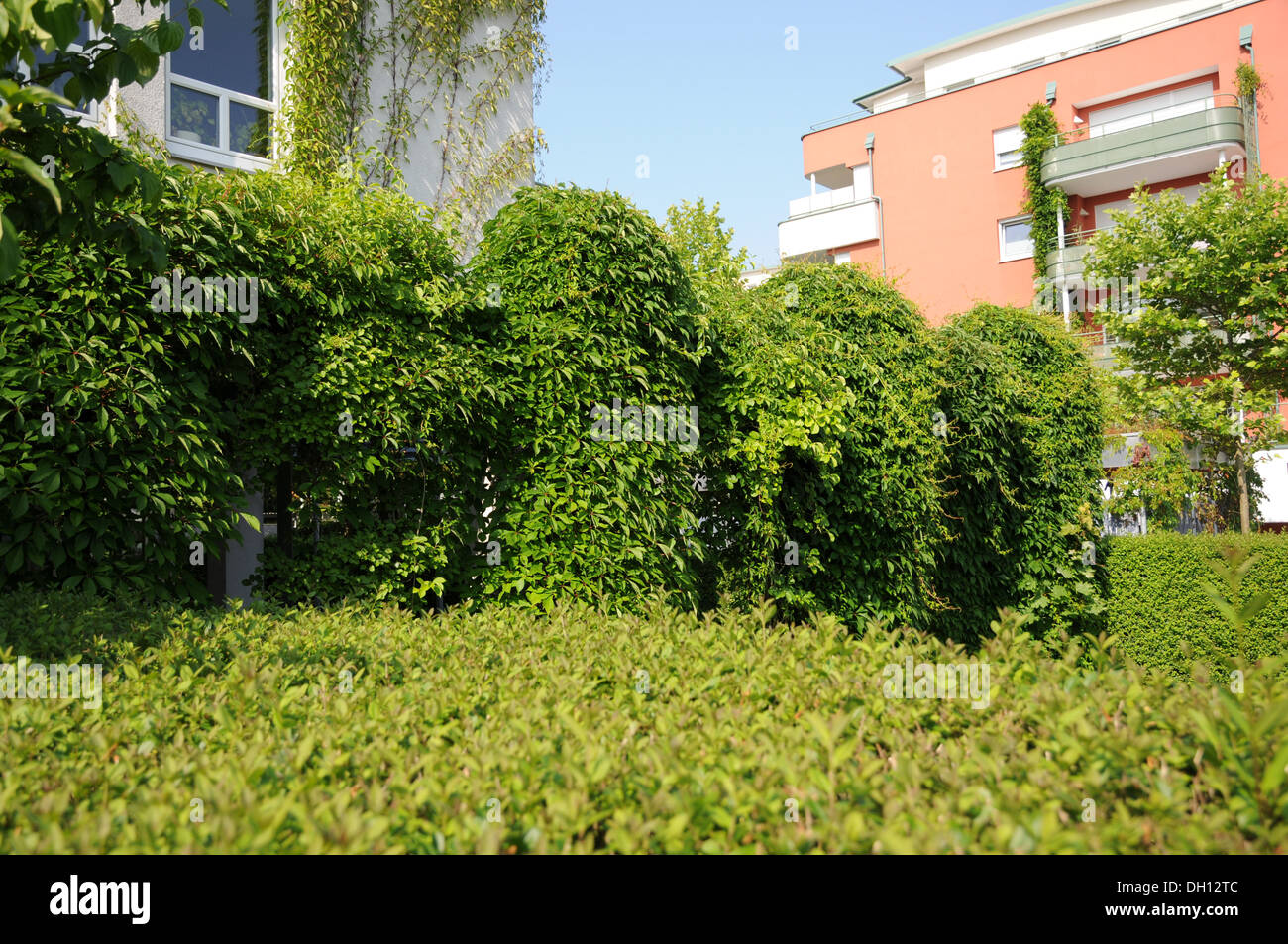 Pergola with creeper hires stock photography and images Alamy