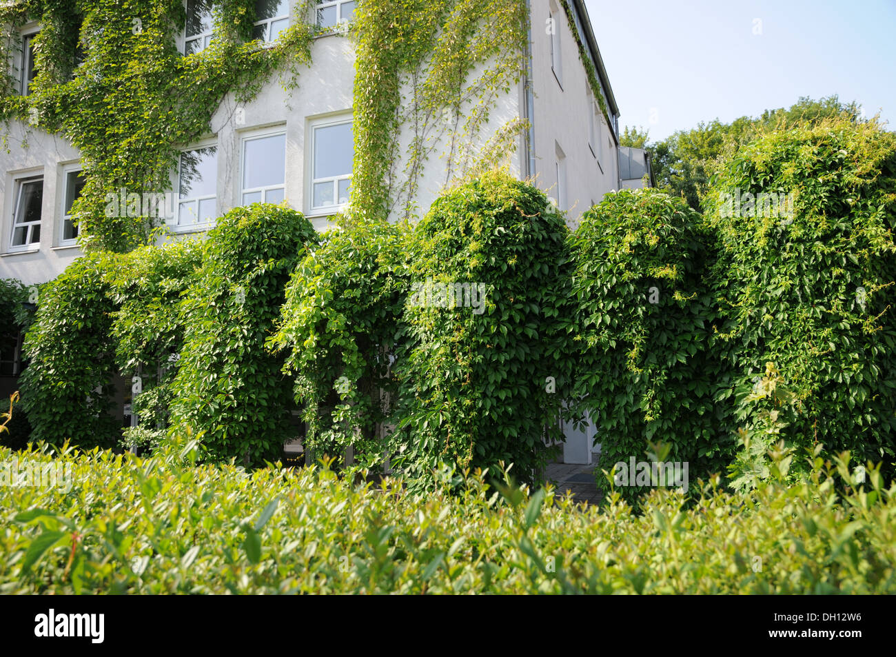 Virginia creeper flowers hires stock photography and images Alamy