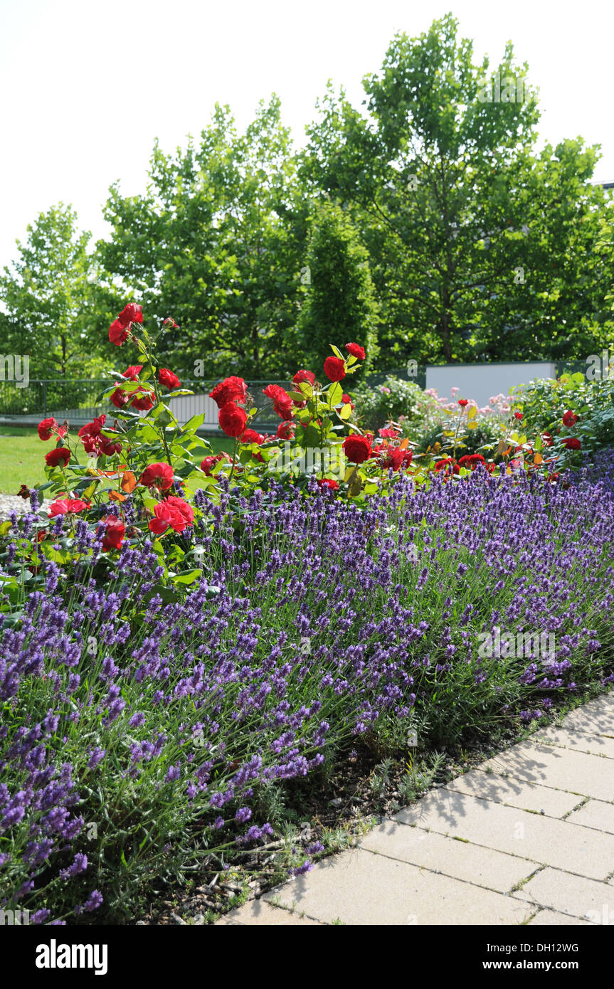 Lavendel hecke hires stock photography and images Alamy