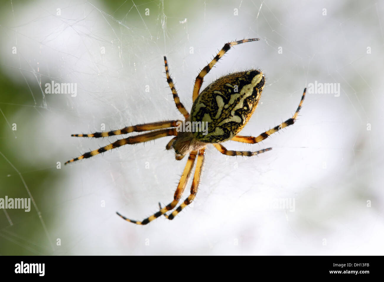 Aculepeira ceropegia, Oak Spider Stock Photo