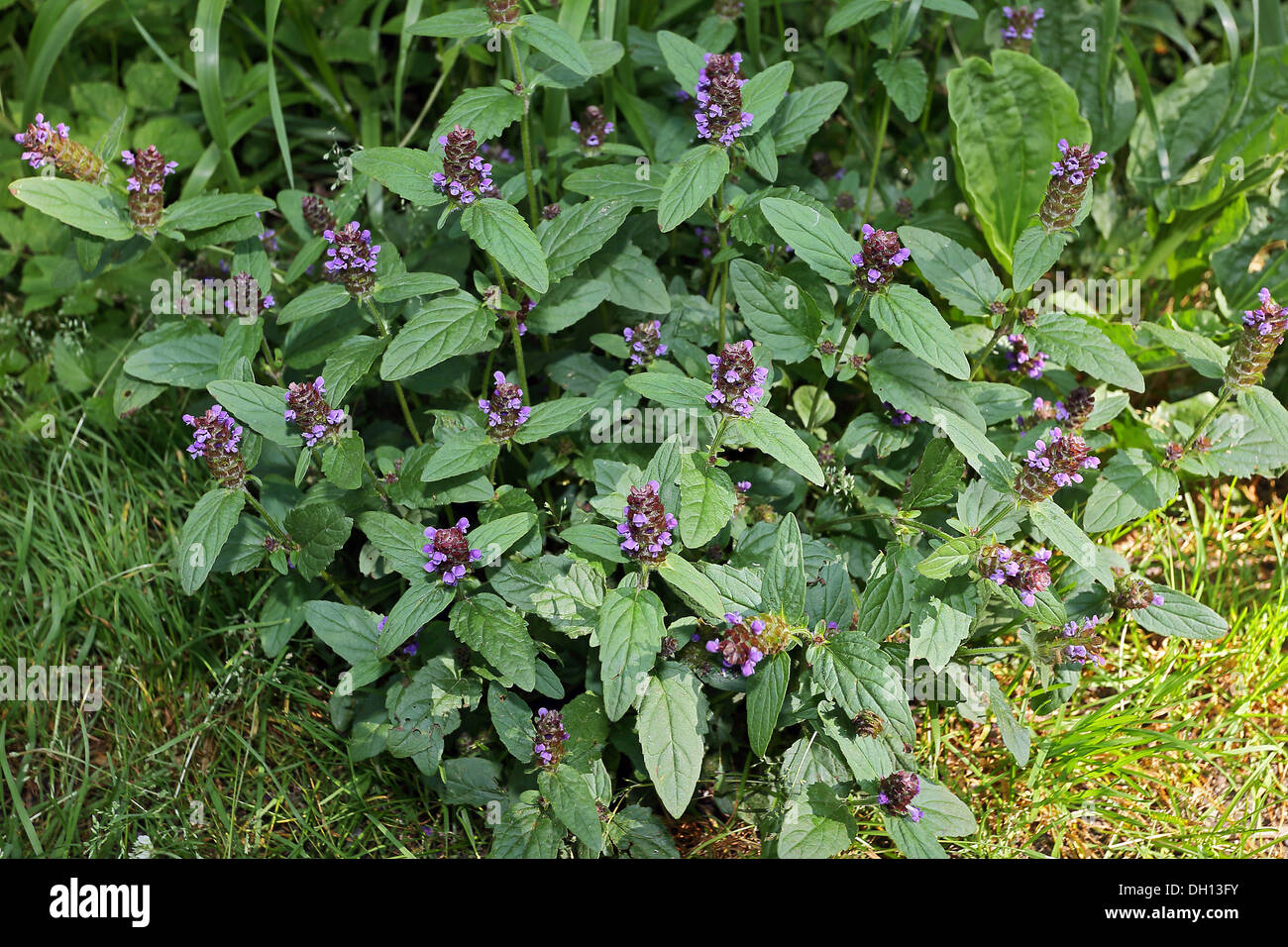 Prunella vulgaris, Common Self-Heal Stock Photo