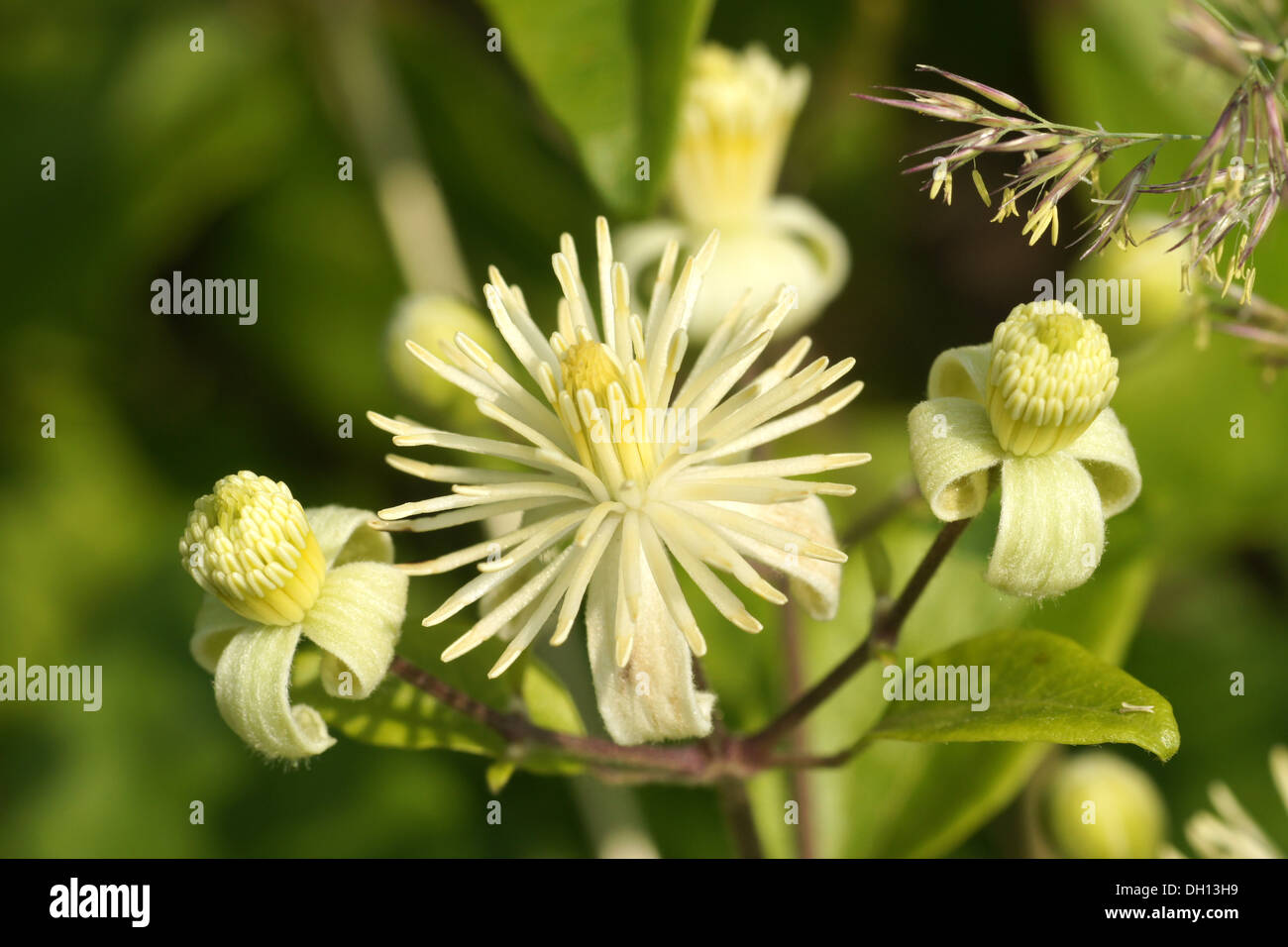 Old Mans Beard Stock Photo - Alamy