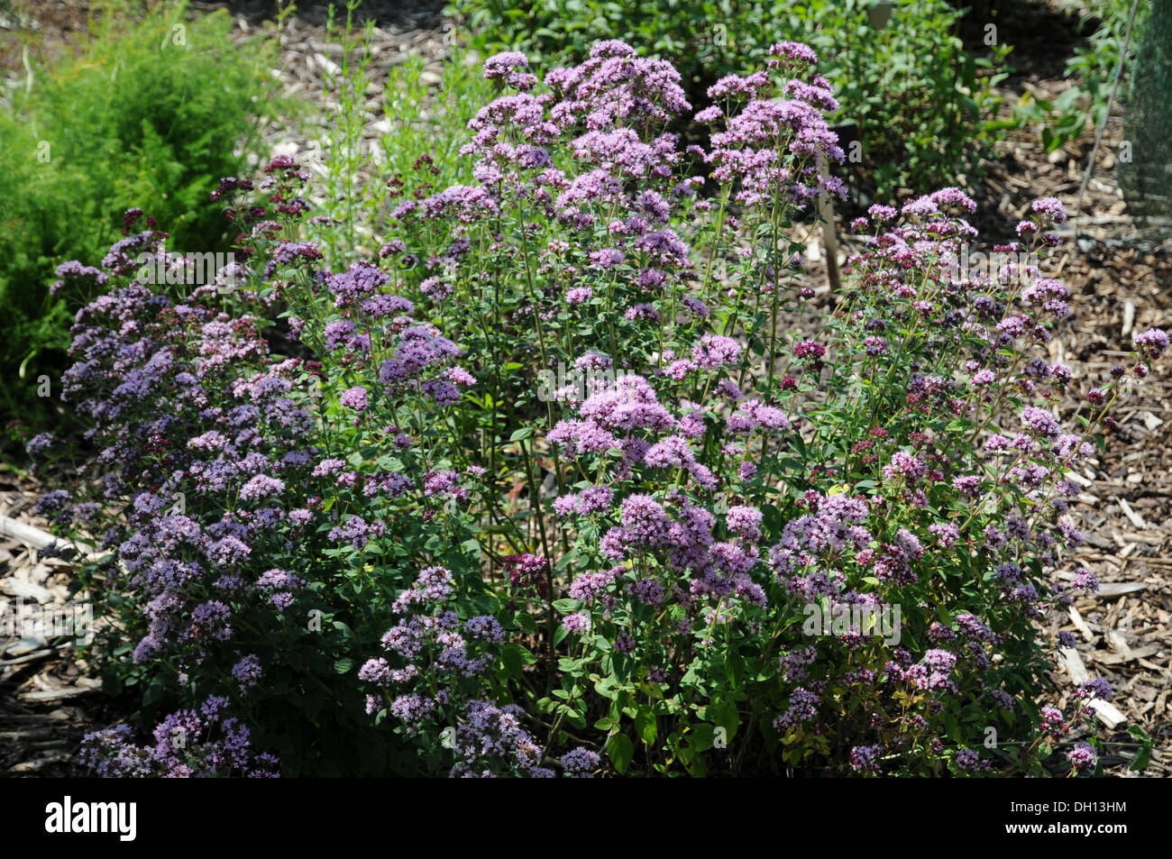 Pot marjoram hires stock photography and images Alamy
