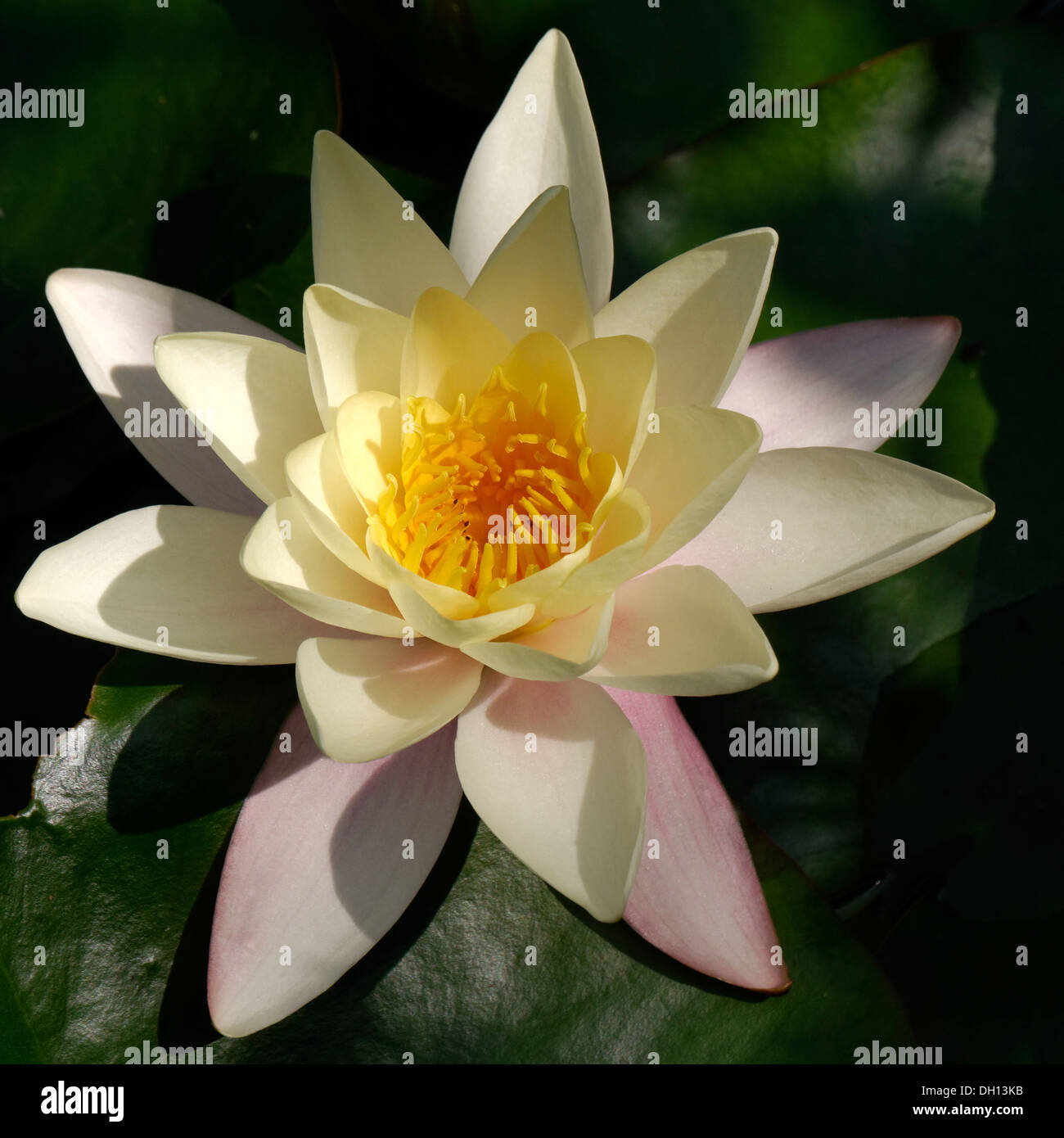 Sunlit white water lily flower with yellow stamens closeup, Rutland, England, UK. Stock Photo