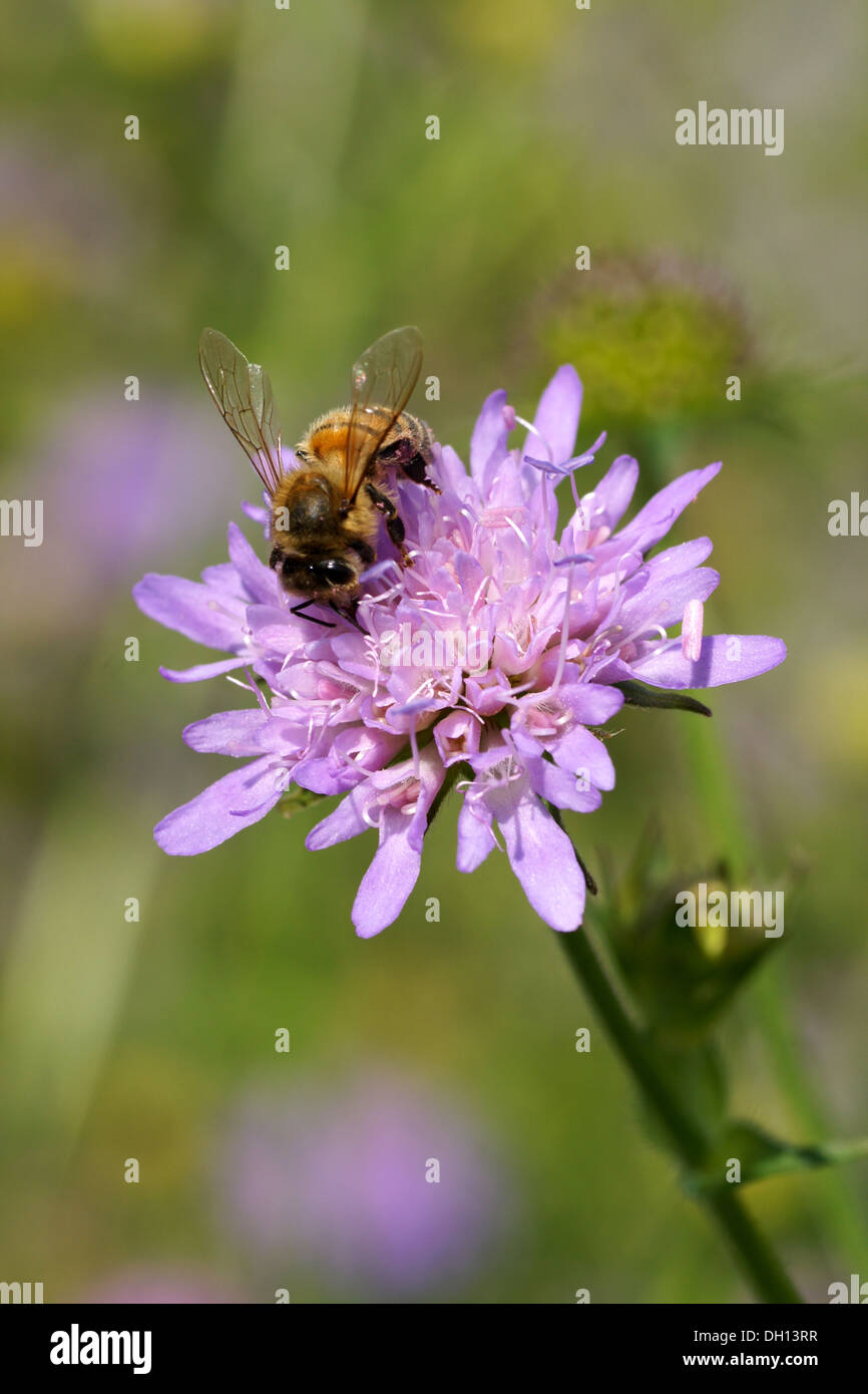 Blue butto hi-res stock photography and images - Alamy