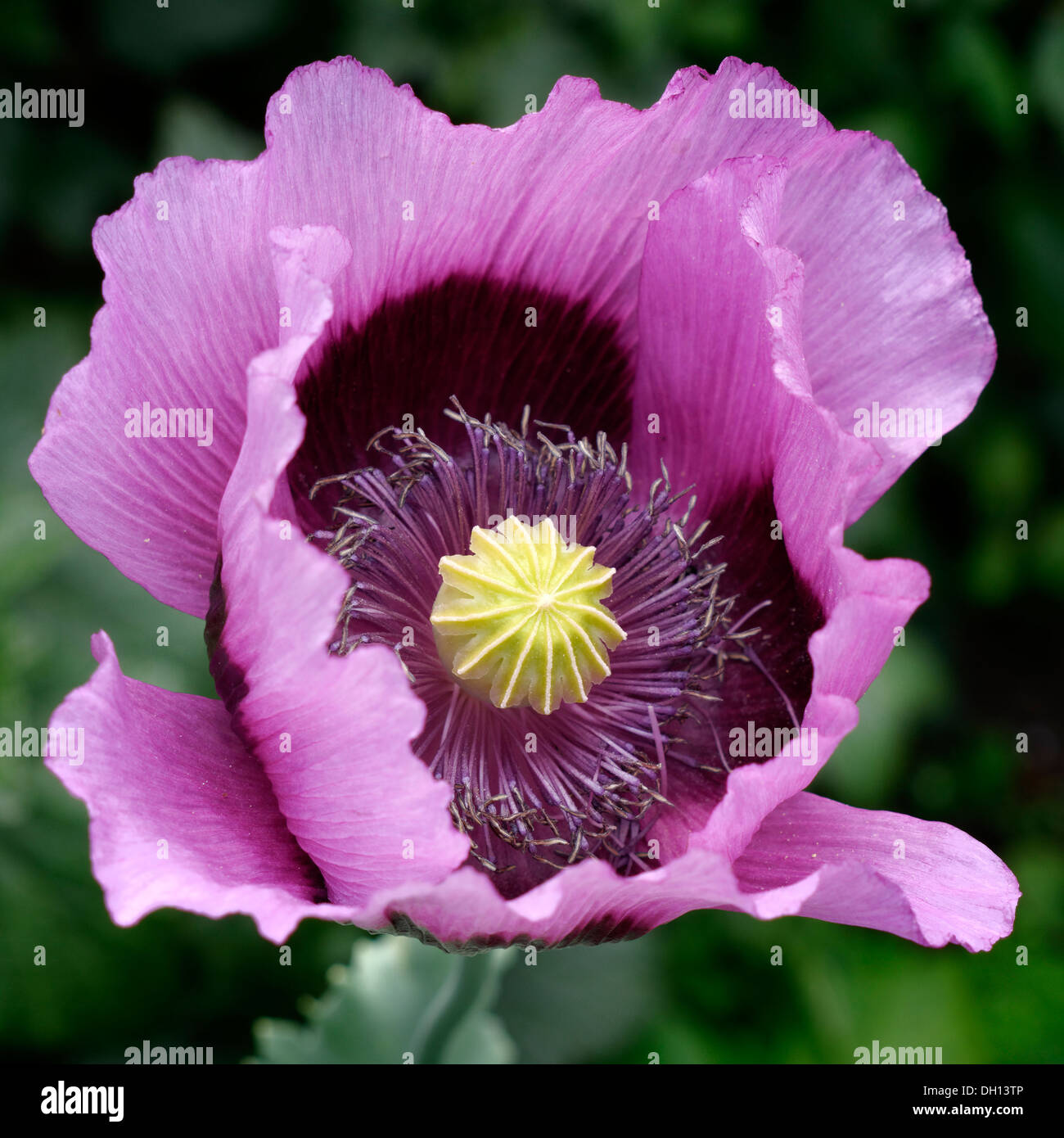 Oriental poppy ( Papaver orientale ) flower closeup Stock Photo