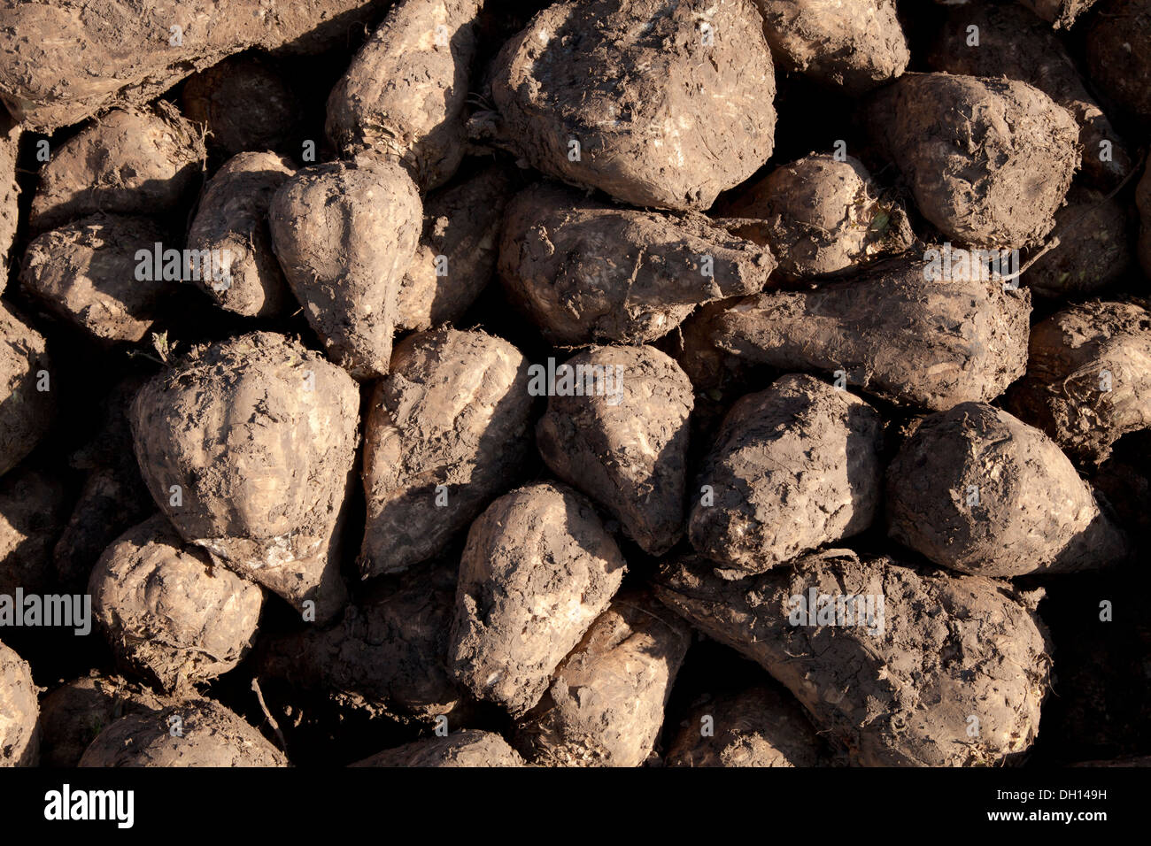 harvest of sugar beets Stock Photo