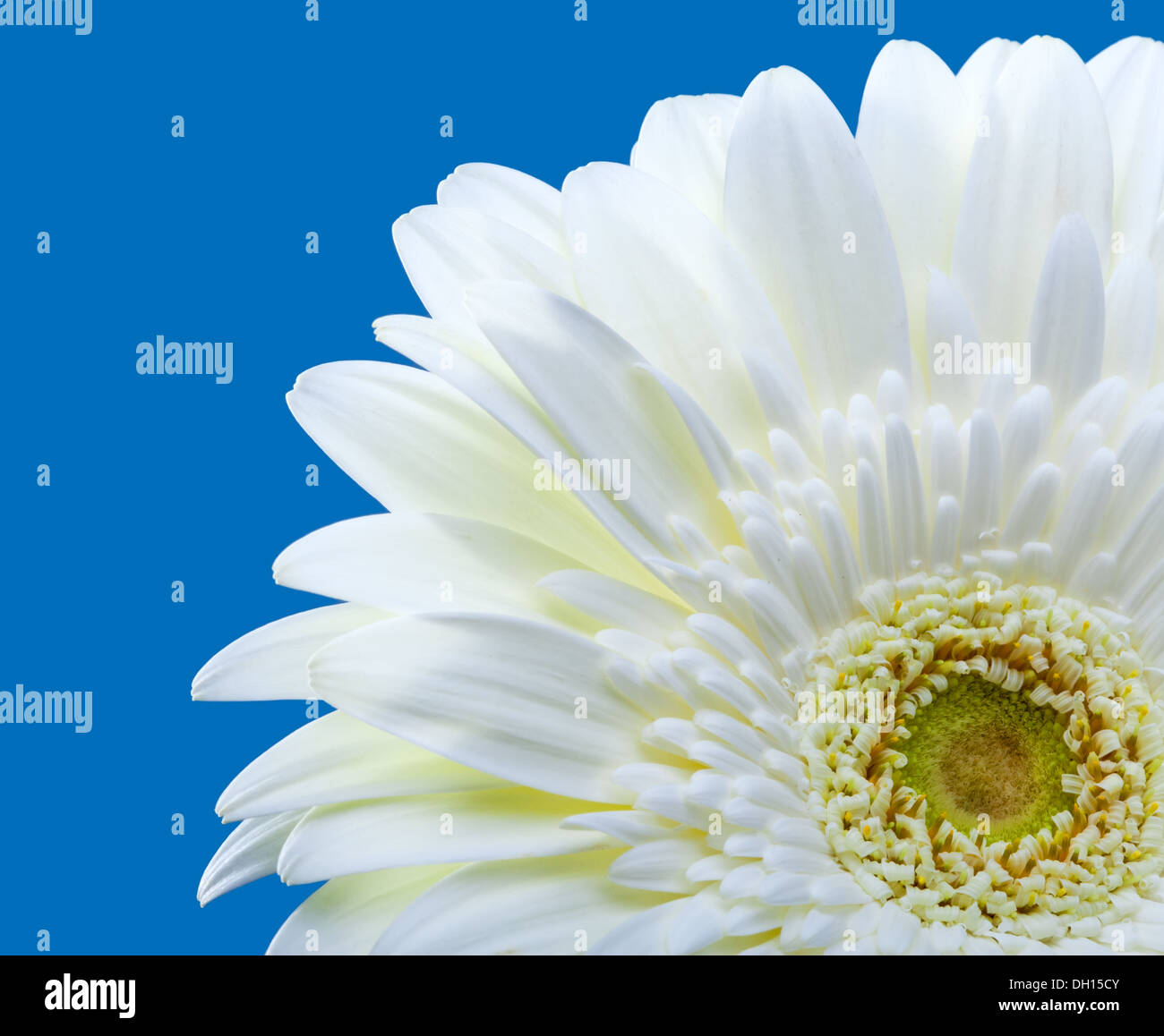 Bright flowers hires stock photography and images Alamy