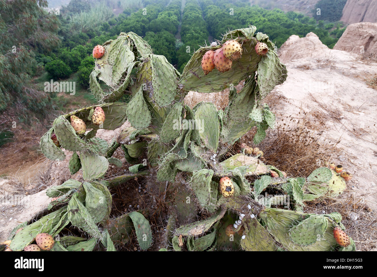 A detail of a of prickly pear plant suffering from lack of water showing heavily drooped cladodes and wilted fruit Morocco Stock Photo