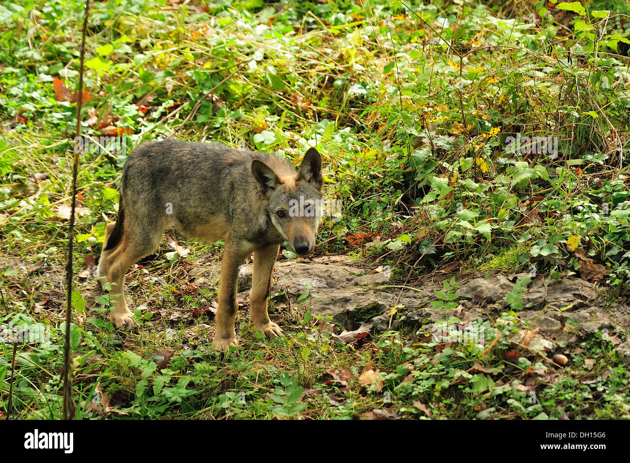 Young Italian Wolf Canis lupus italicus, Canidae, Abruzzo National Park, Italy Stock Photo