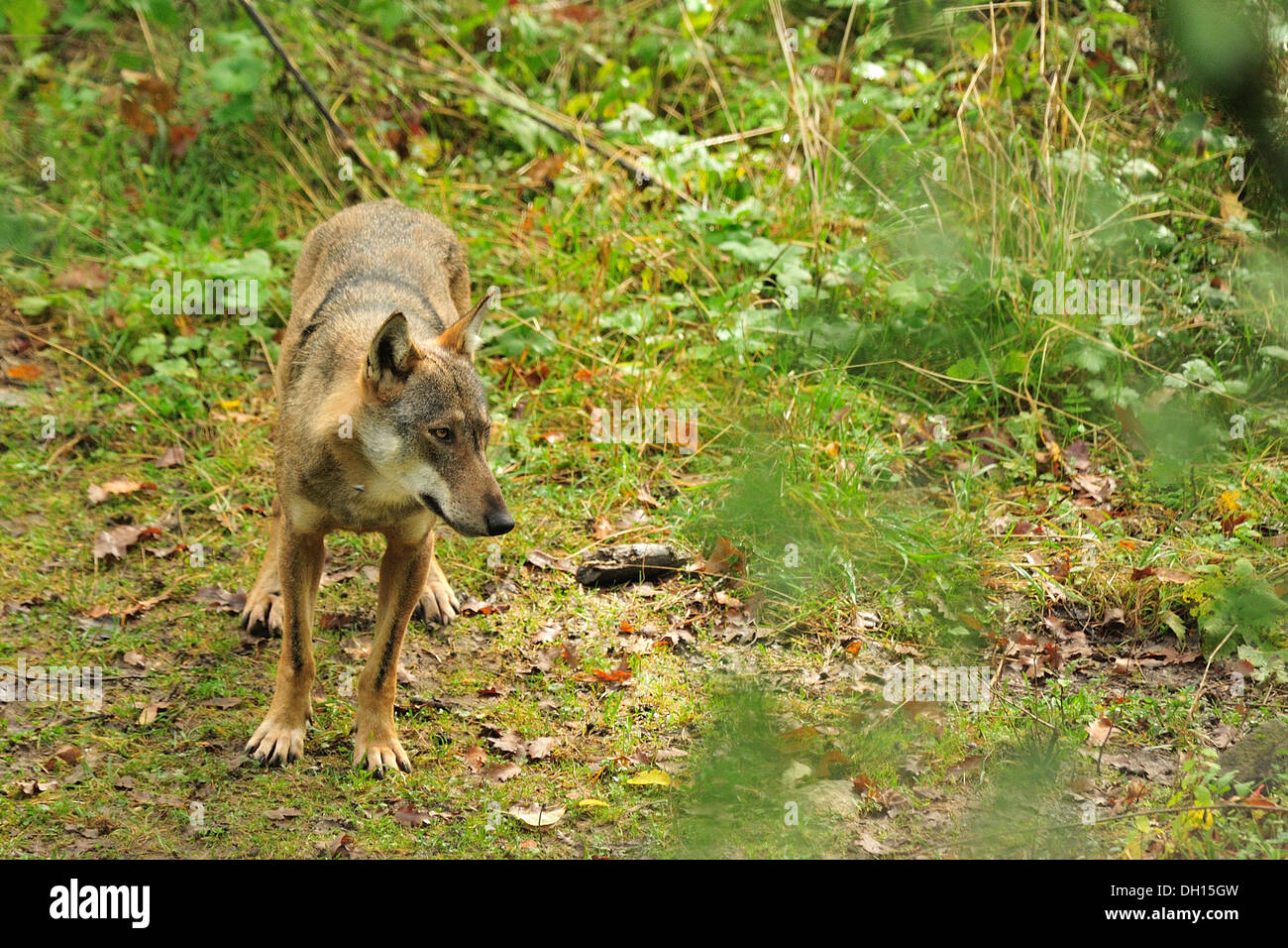 Young Italian Wolf Canis lupus italicus, Canidae, Abruzzo National Park, Italy mammal mammals wolfes carnivorous i Stock Photo