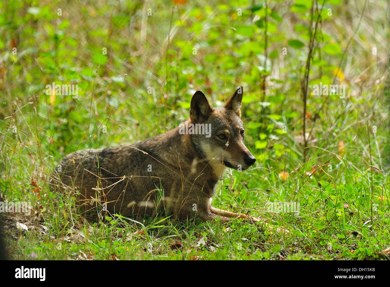 Italian Wolf Canis lupus italicus, Canidae, Abruzzo National Park, Italy mammal mammals wolfes carnivorous Roberto Nistri horizo Stock Photo