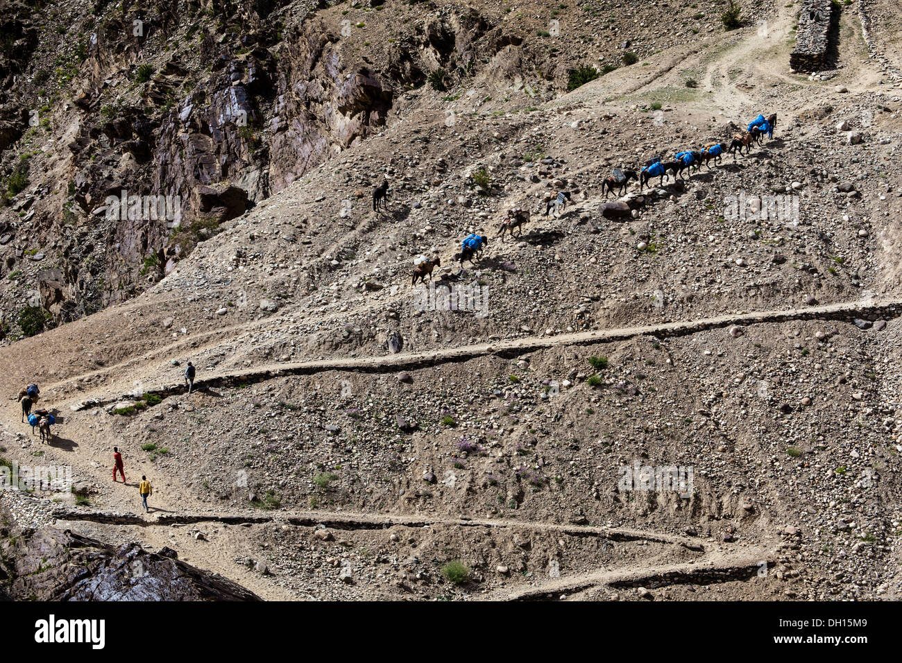 Trekkers and their donkeys and mules take kit and cargo up from Manali on a trek in the Zanskar region of India Stock Photo