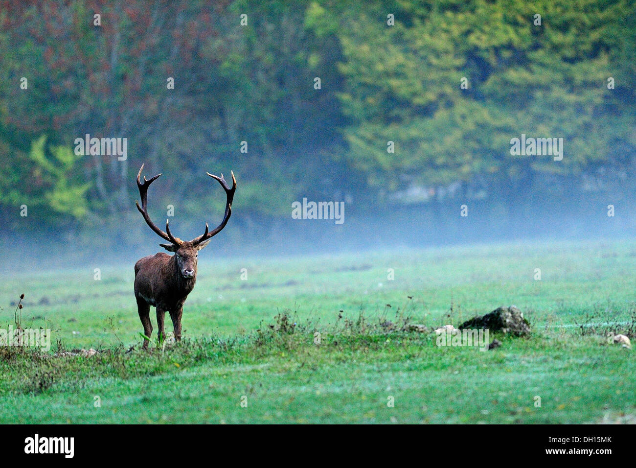 Male of Red deer (Cervus elaphus), Cervidae, Abruzzo National Park, Italy Stock Photo