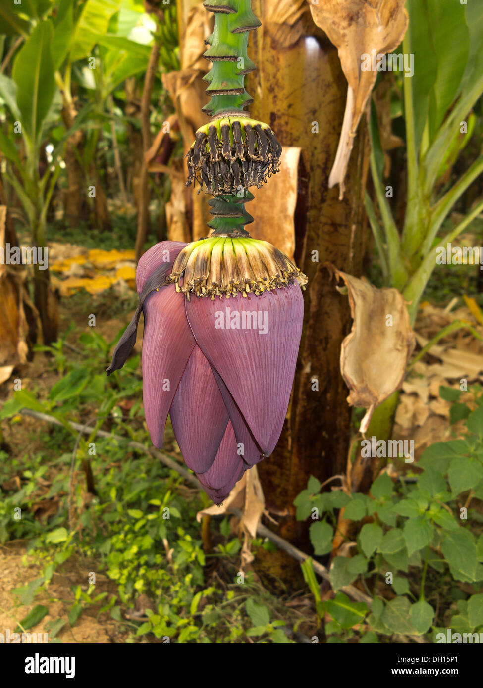 Close up of a closed banana inflorescence in a covered plantation Morocco Stock Photo