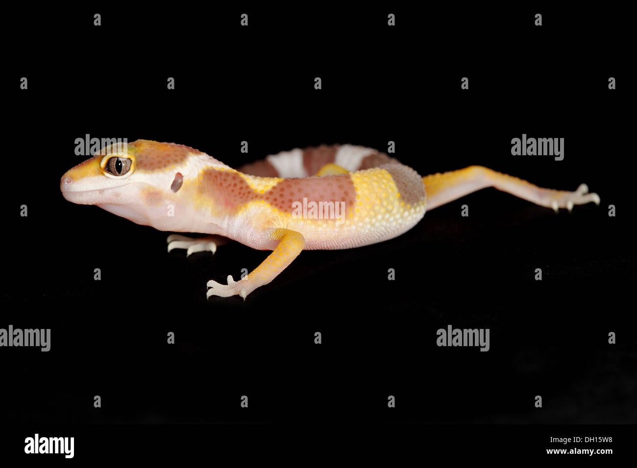 a leopard gecko on a black background Stock Photo