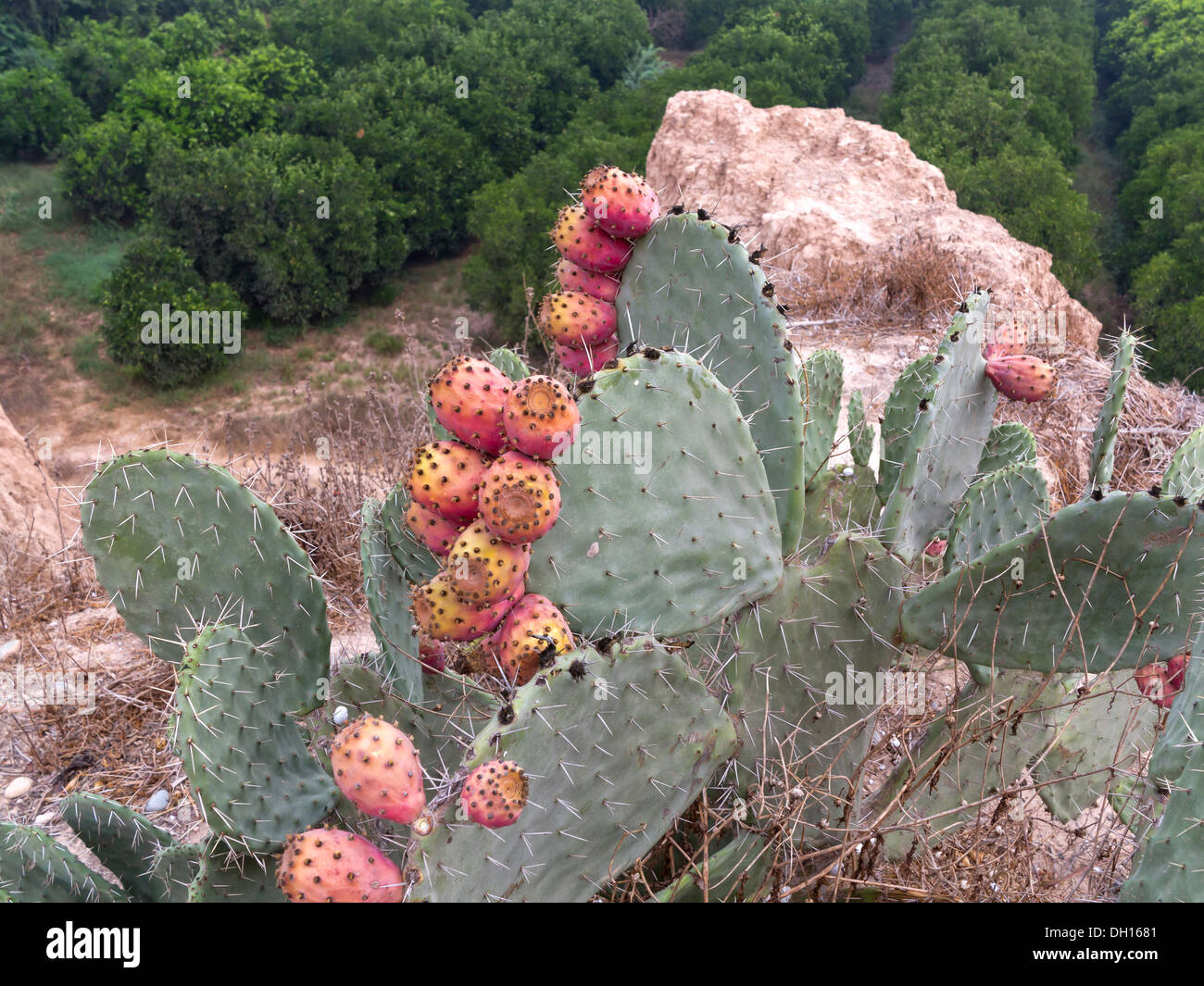 A detail of a of prickly pear plant with fruit Morocco Stock Photo