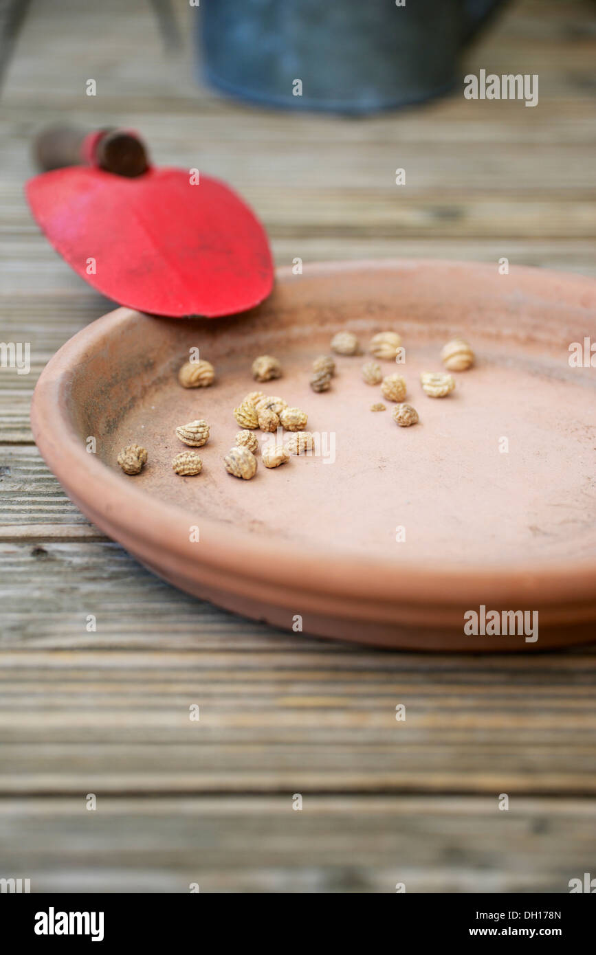 Flower Seed, Munich, Bavaria, Germany Stock Photo Alamy
