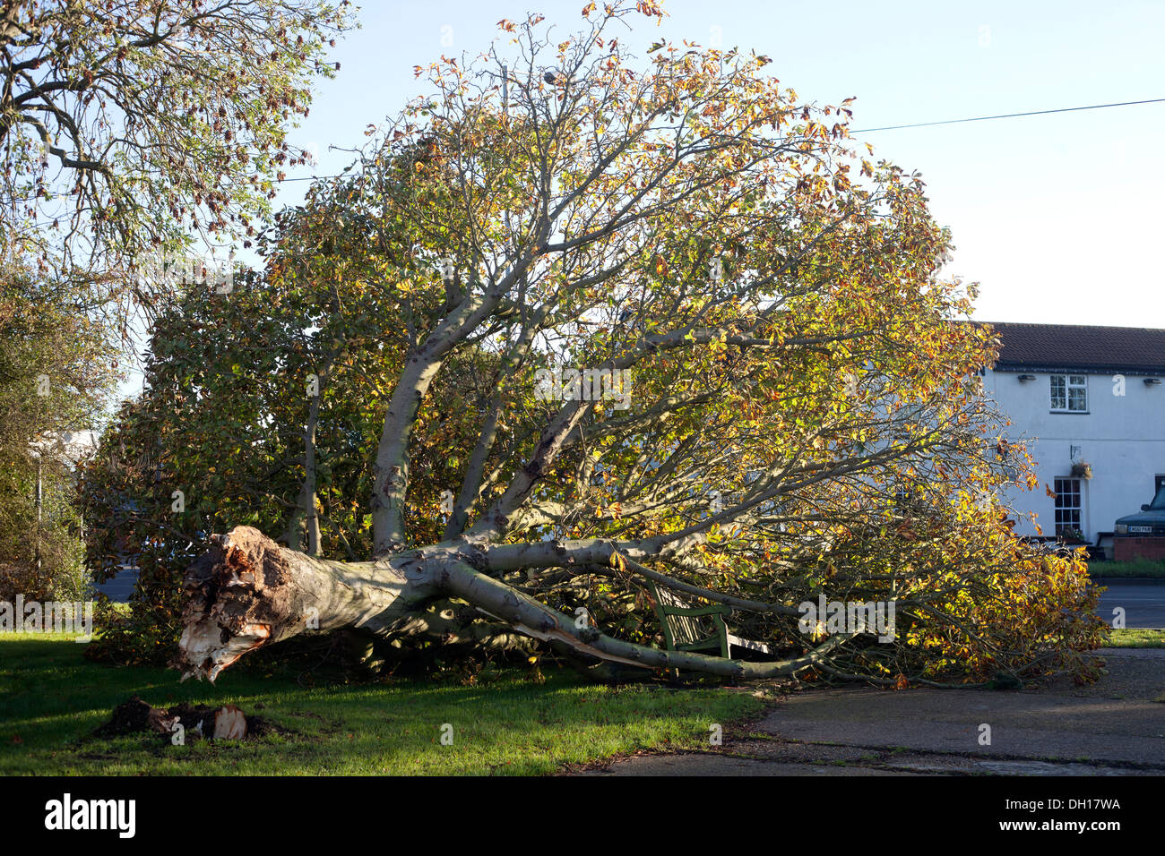 Tree blown over in a storm, St Jude's storm Stock Photo Alamy