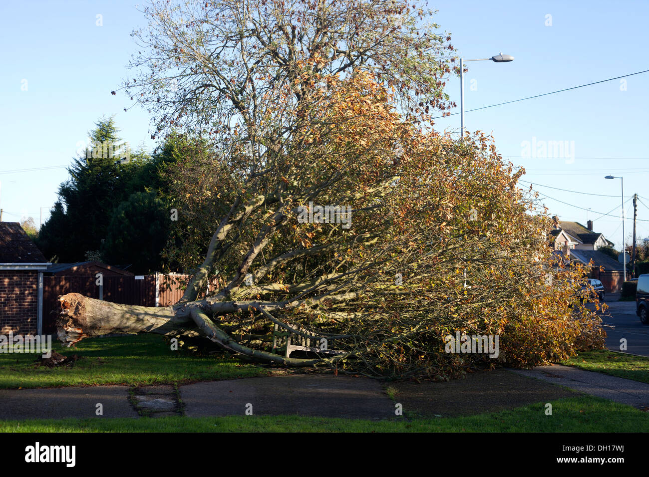 Tree blown over in a storm, St Jude's storm Stock Photo Alamy
