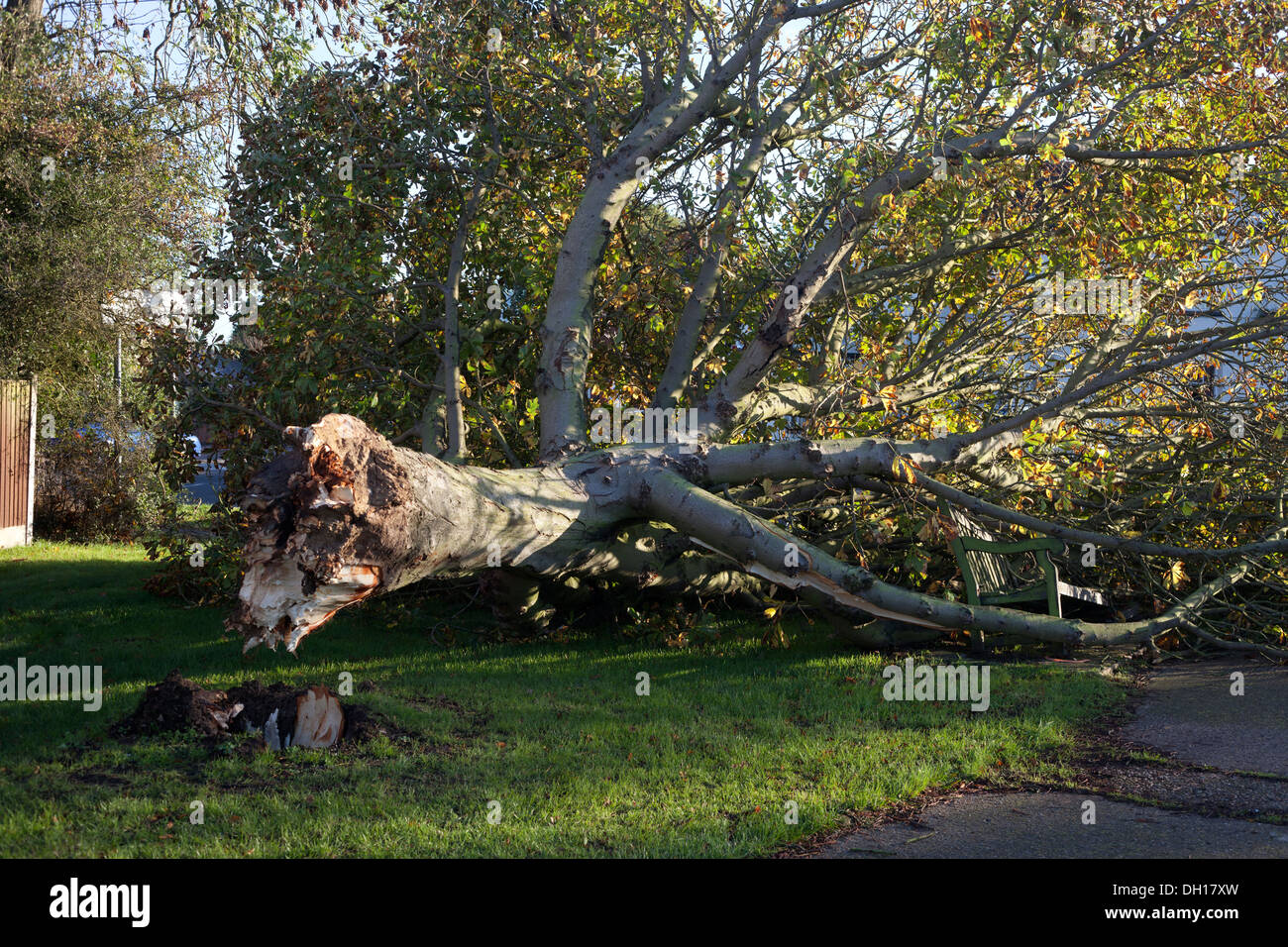 Tree blown over in a storm, St Jude's storm Stock Photo Alamy