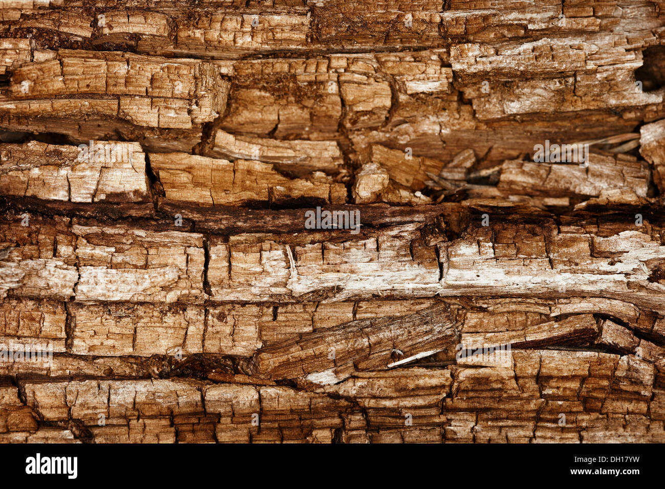 The surface of completely rotted wood Stock Photo