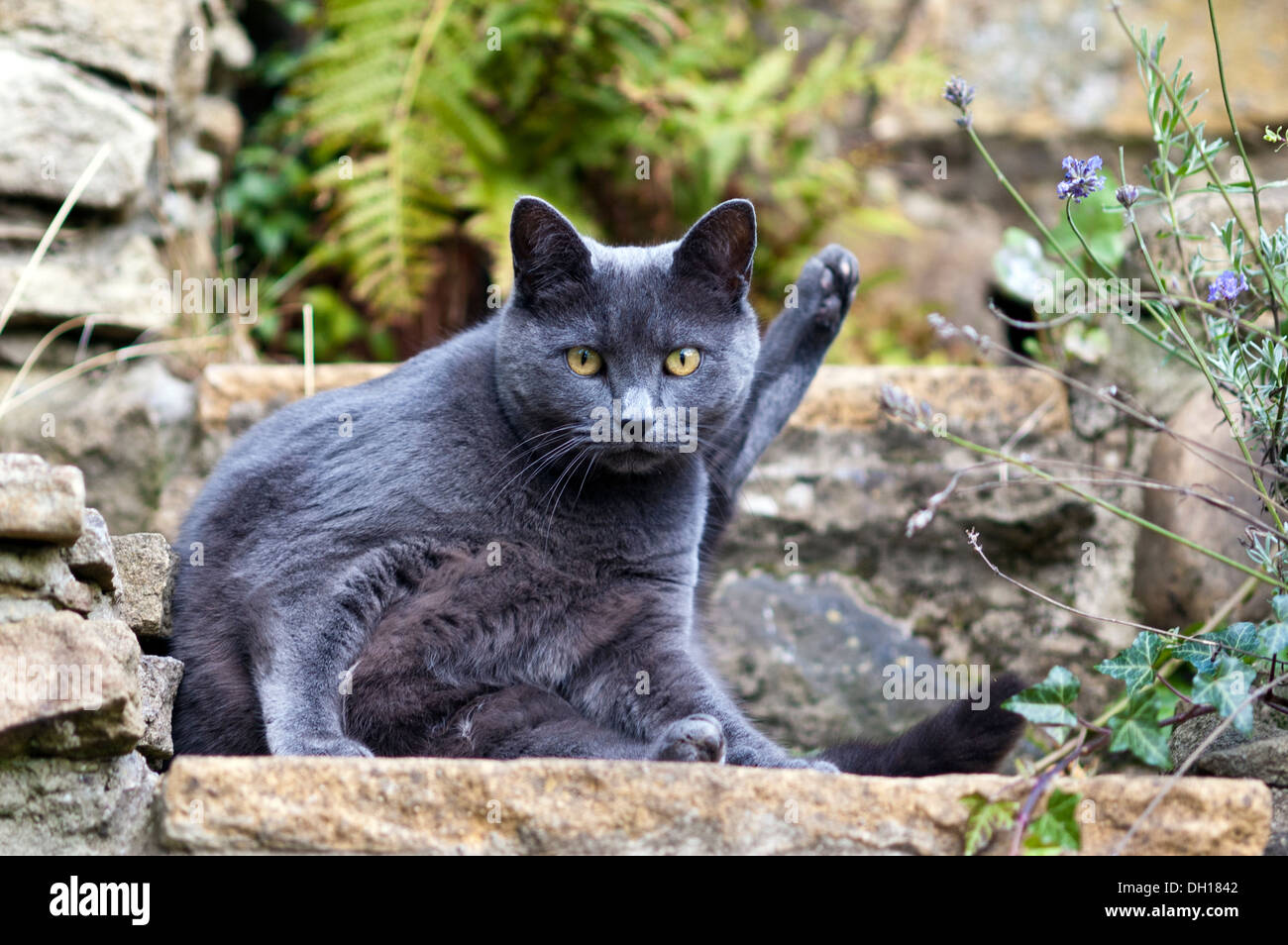 Grey cat in a garden Stock Photo - Alamy