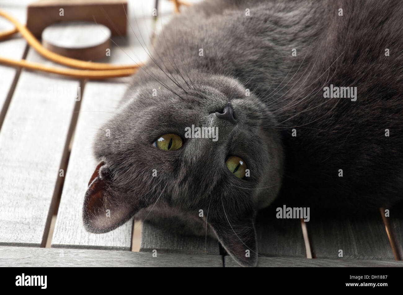 Grey cat in a garden Stock Photo - Alamy
