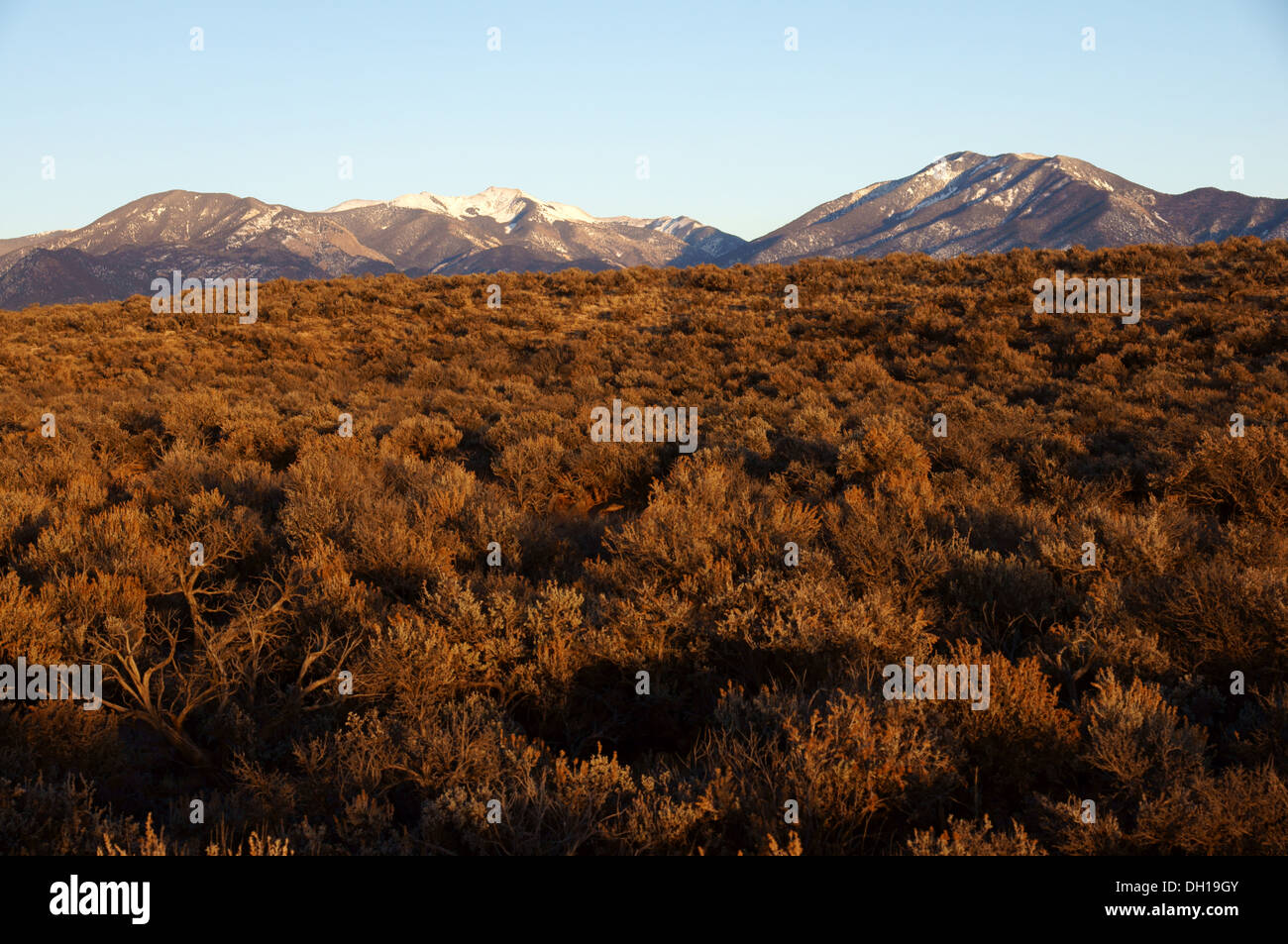 sage cactus and taos mountains in snow sunset new mexico nm vista view vision glimpse landscape look outline Stock Photo