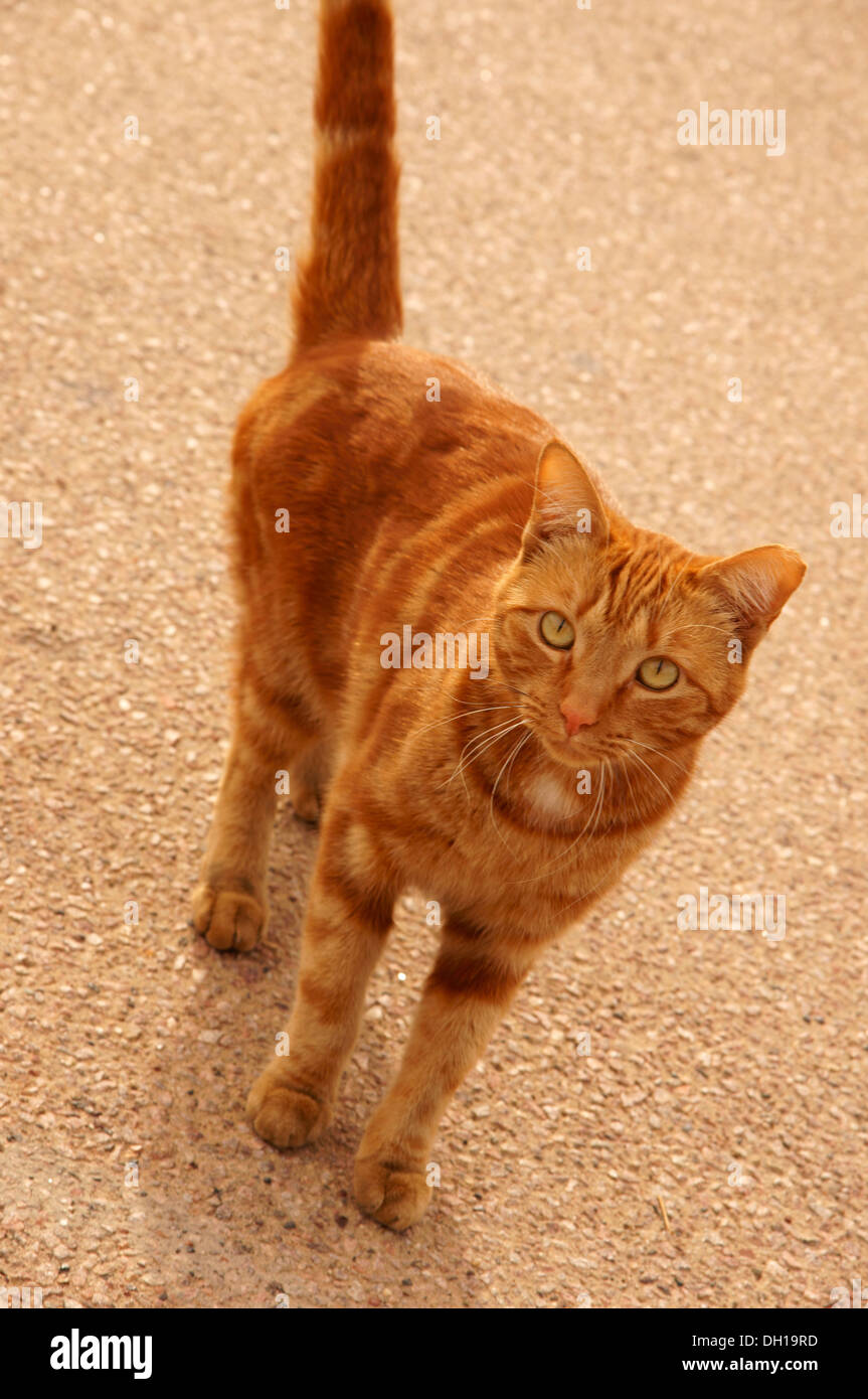 tabby orange cat looking at camera domestic coat distinctive stripes dots lines swirling patterns mark tabbies Stock Photo