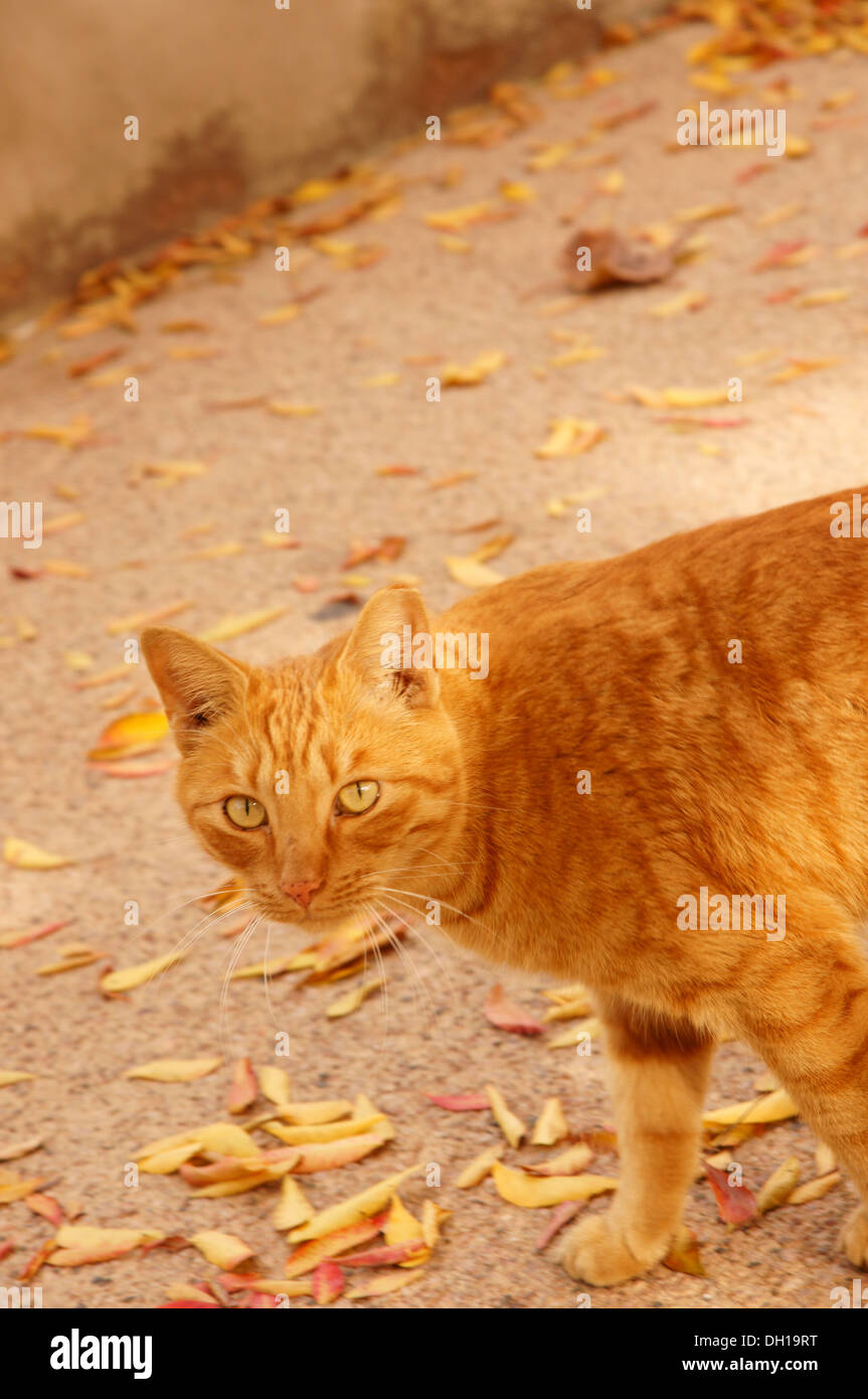 tabby orange cat looking at camera domestic coat distinctive stripes dots lines swirling patterns mark tabbies Stock Photo