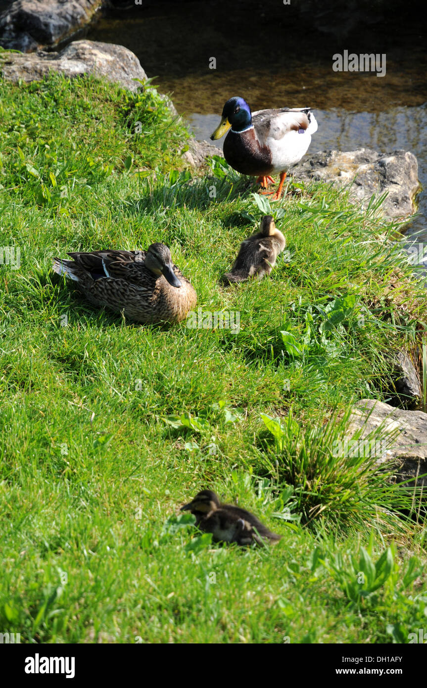 Wild duck-family Stock Photo