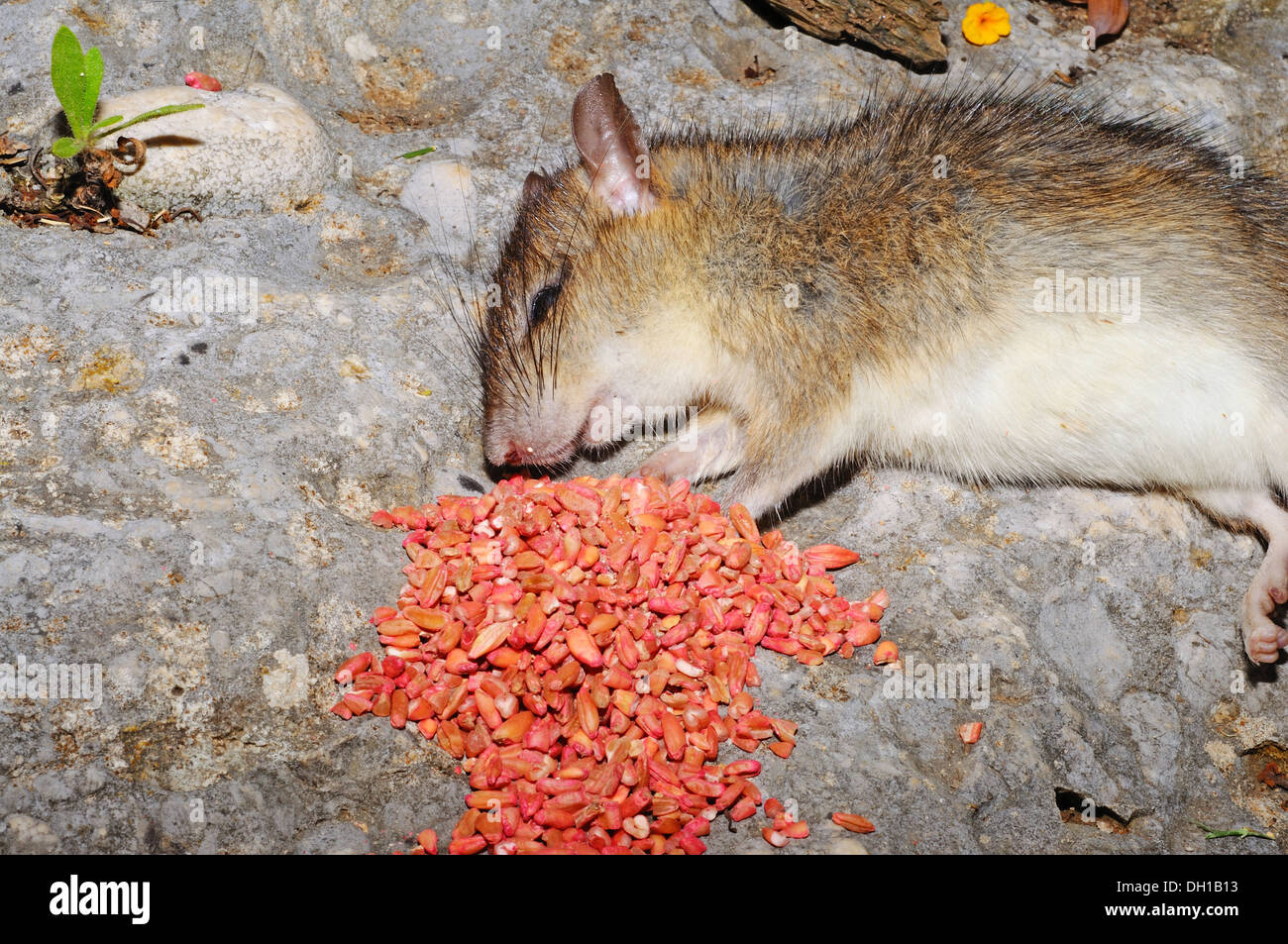 Rat poison hi-res stock photography and images - Alamy