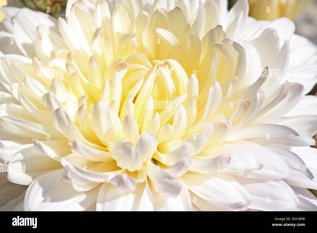 Chrysanthemum white flower hi-res stock photography and images - Alamy