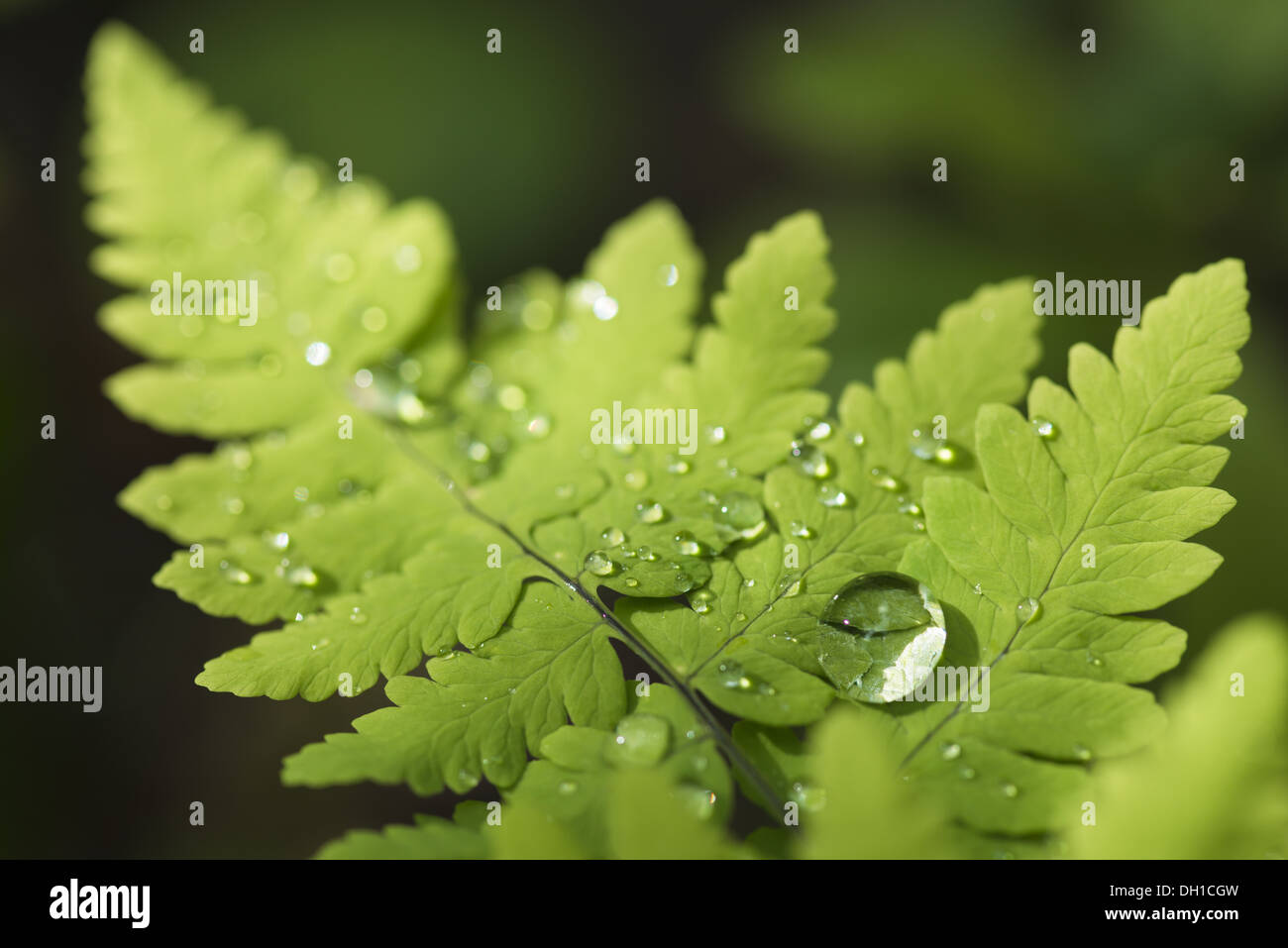 water drops on wood fern, Lapland, Sweden Stock Photo