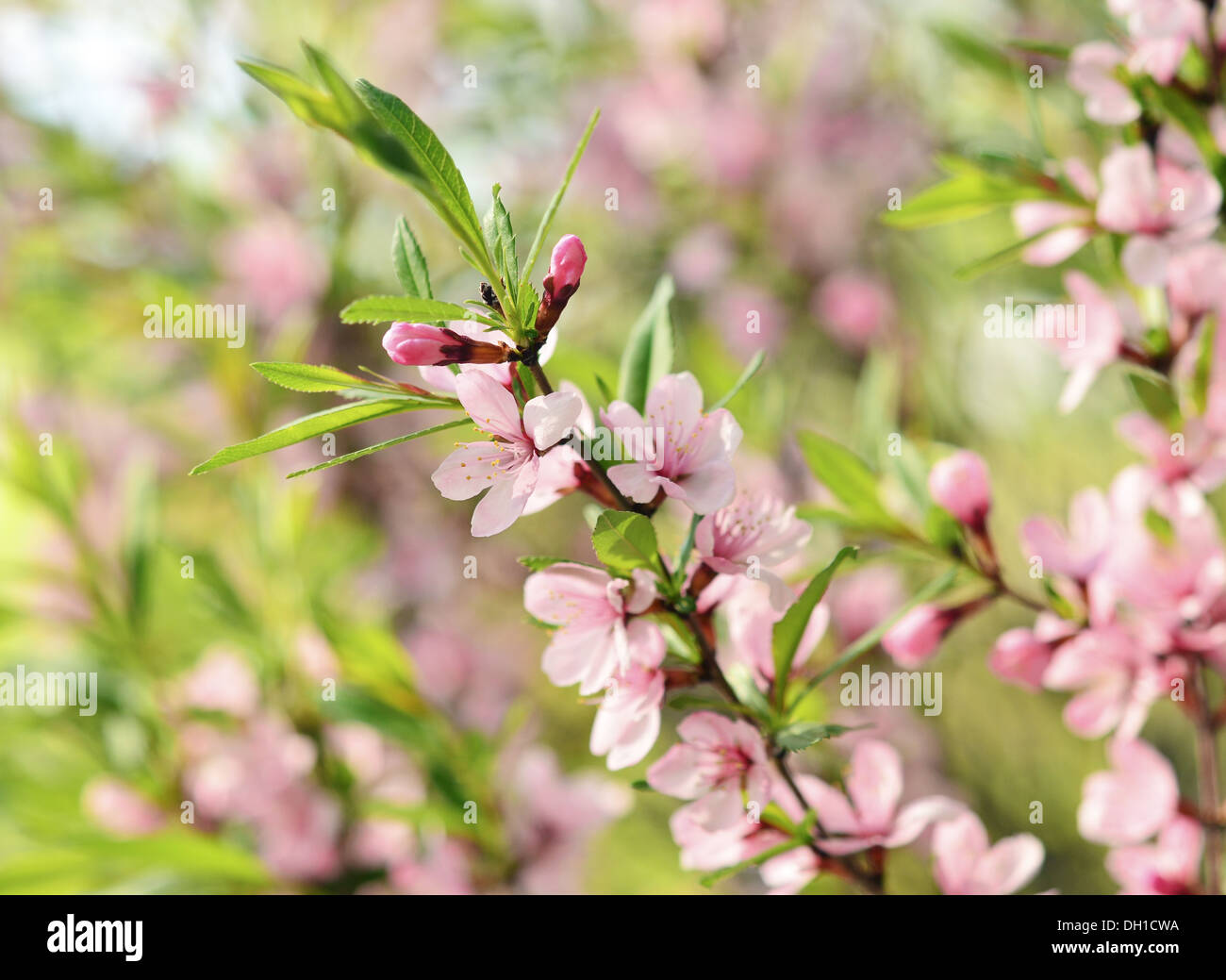 Sakura flowers hi-res stock photography and images - Alamy