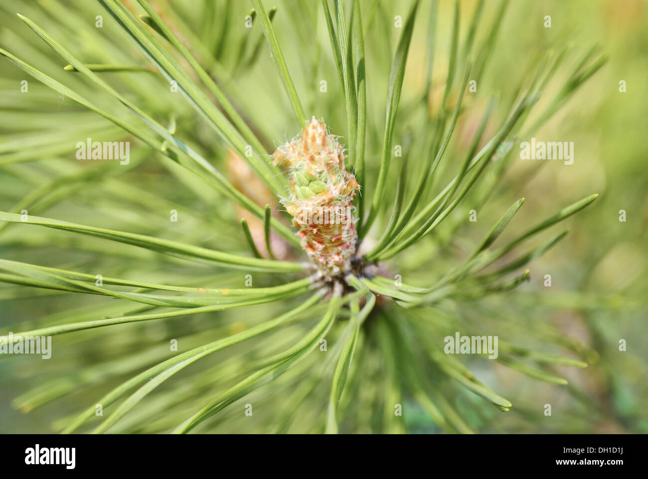 A conifer tree Stock Photo