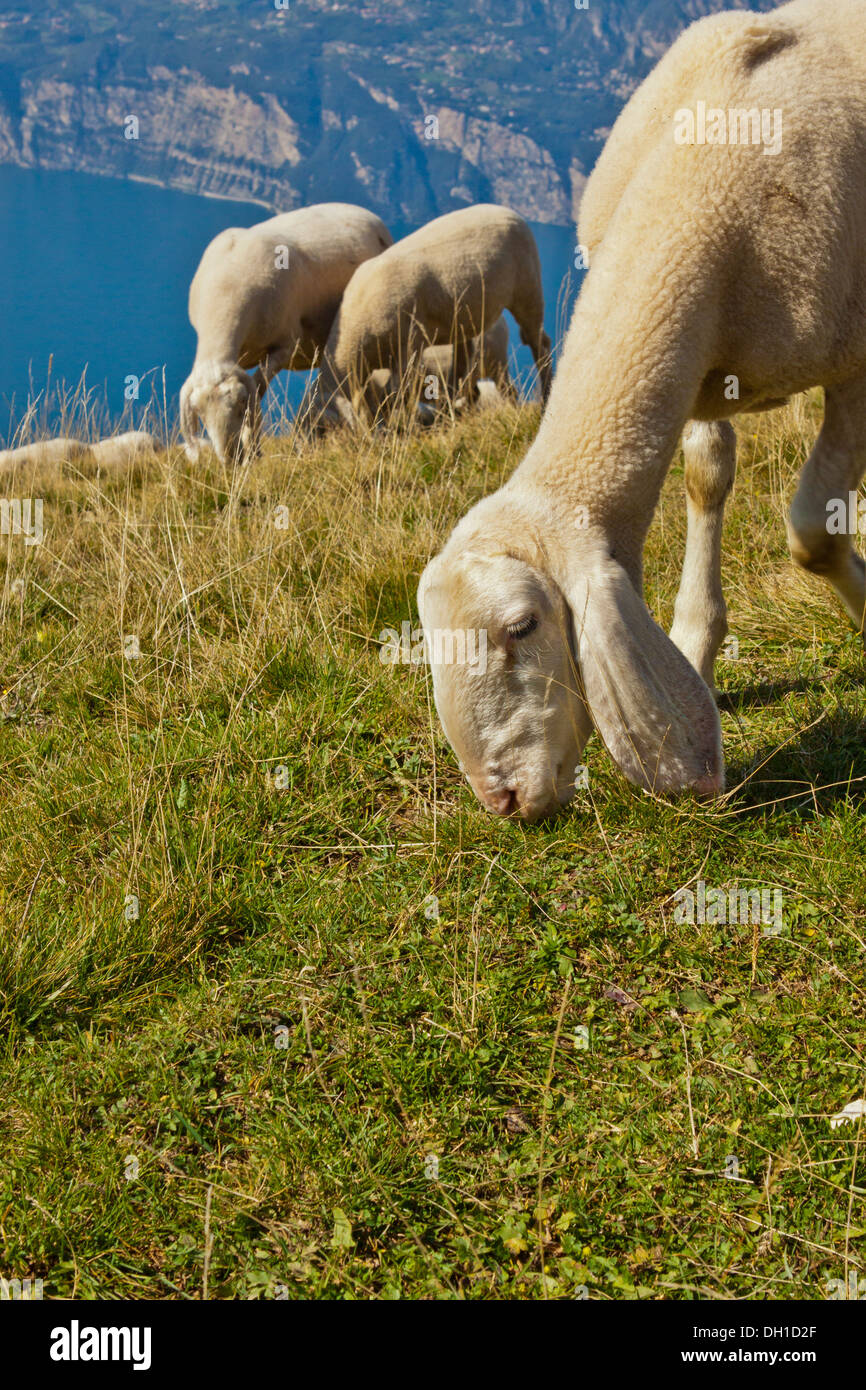 Mountain sheep on Monte Baldo Stock Photo