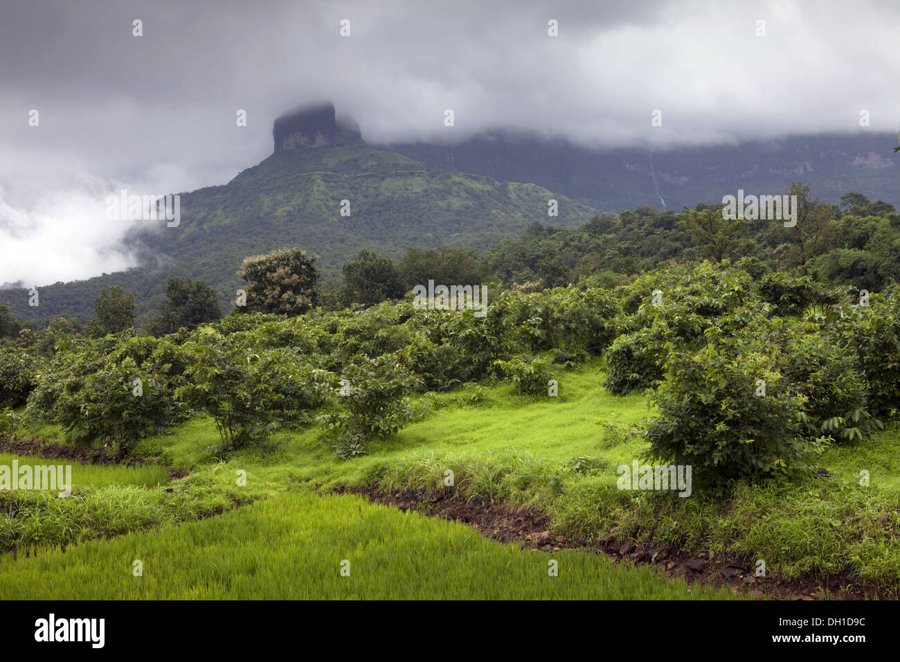 Jungle paddy road hi-res stock photography and images - Alamy