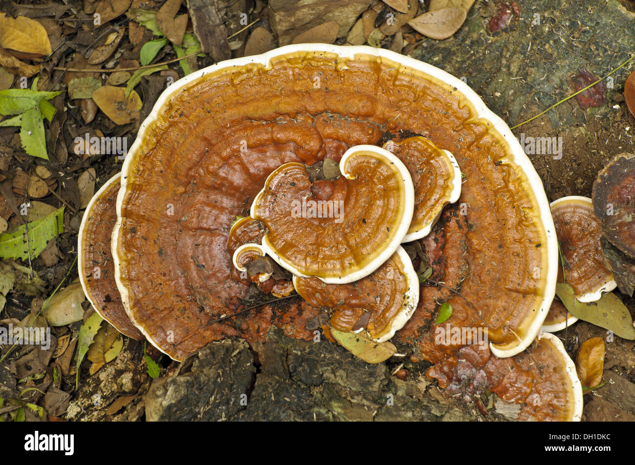 bracket fungus Stock Photo