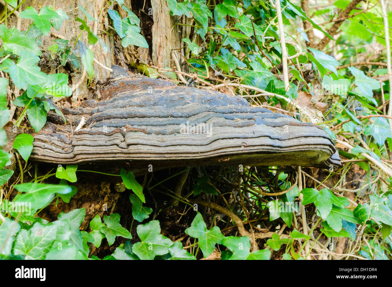 Tinder fungus (Fomes fomentaruis), a bracket fungus which grows on trees Stock Photo