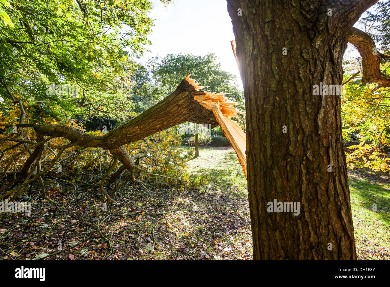 BATH, UK - OCTOBER 29: Large tree limb broken off during the 'St Jude' storm that travelled across Europe in late October 2013. Stock Photo