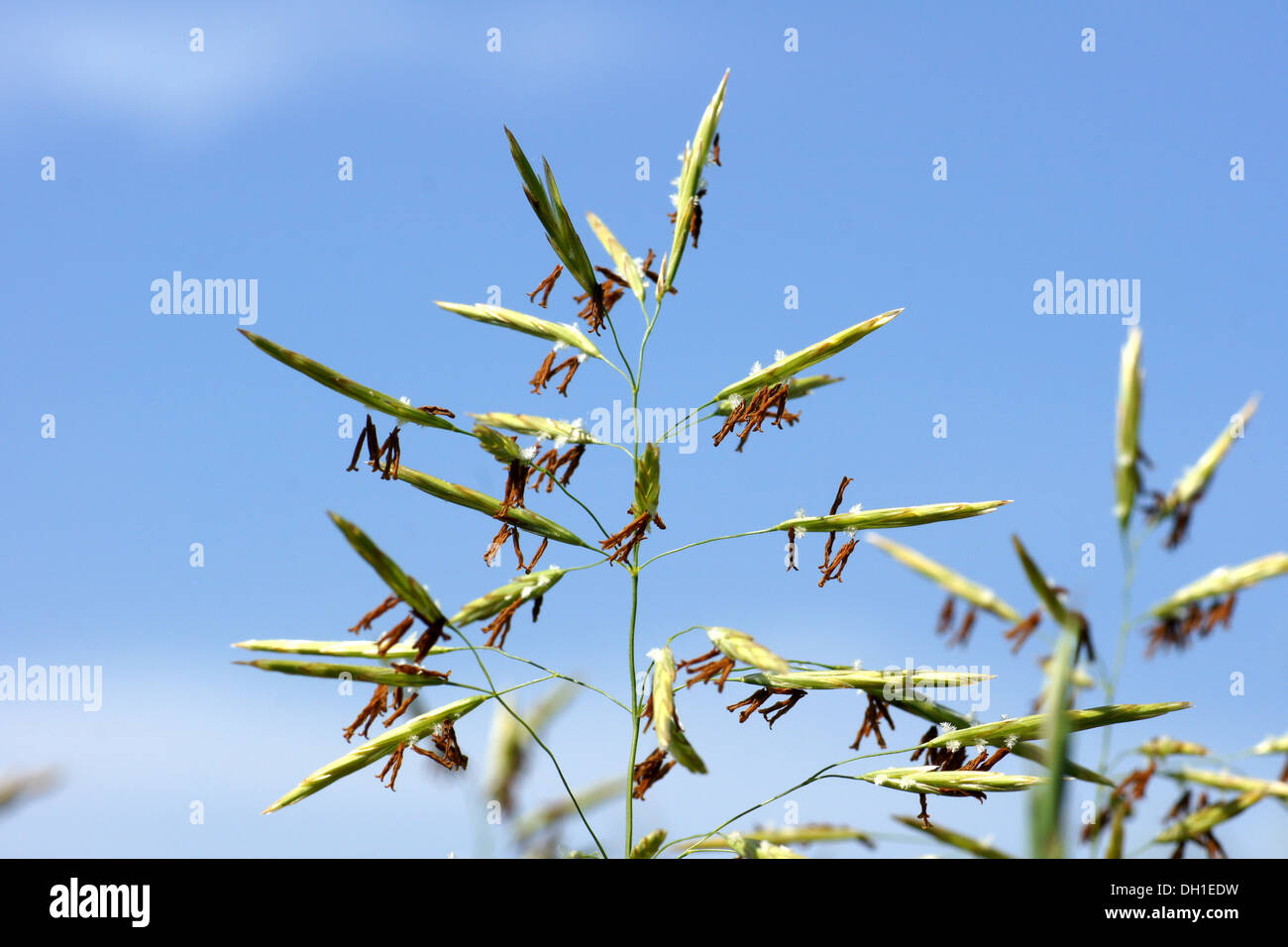Meadow-Grass Stock Photo