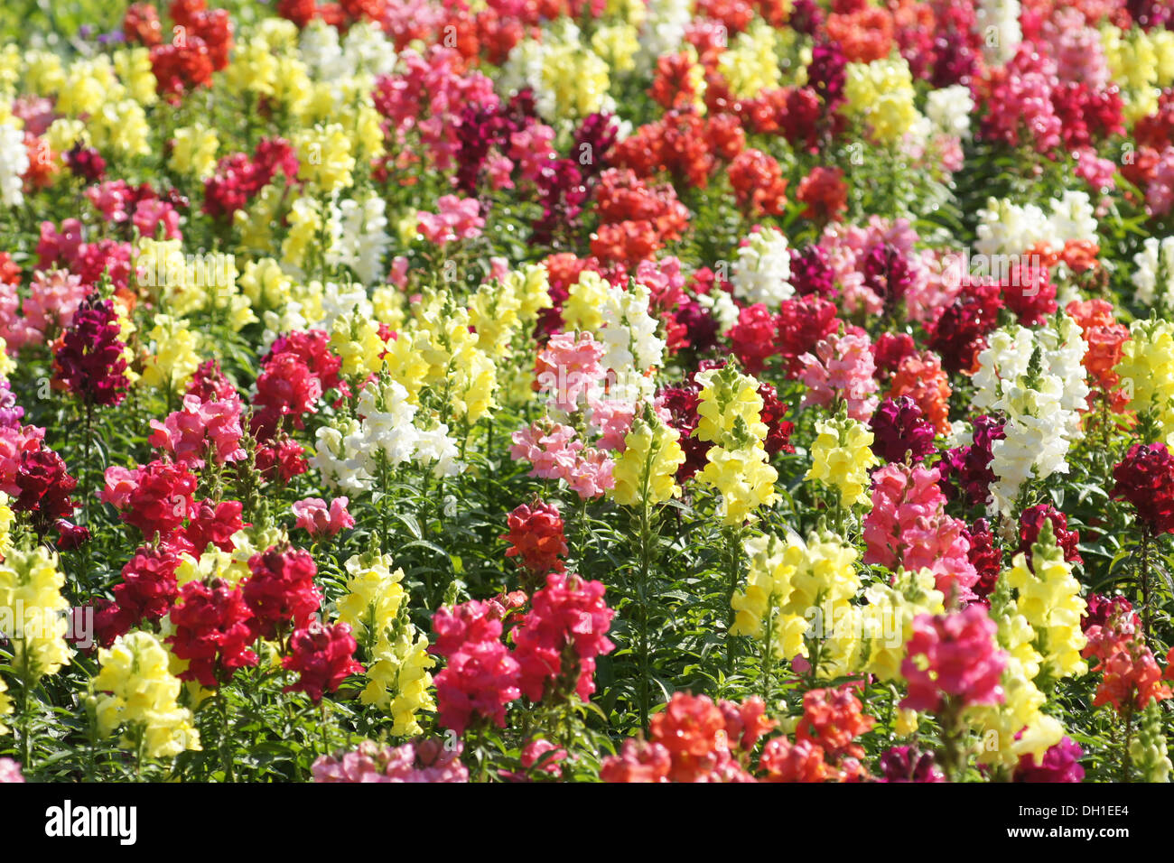 Snapdragons Stock Photo