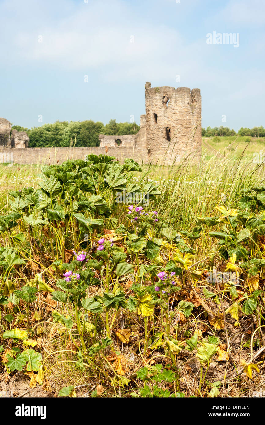 Flint CastleFlint , North Wales Stock Photo Alamy