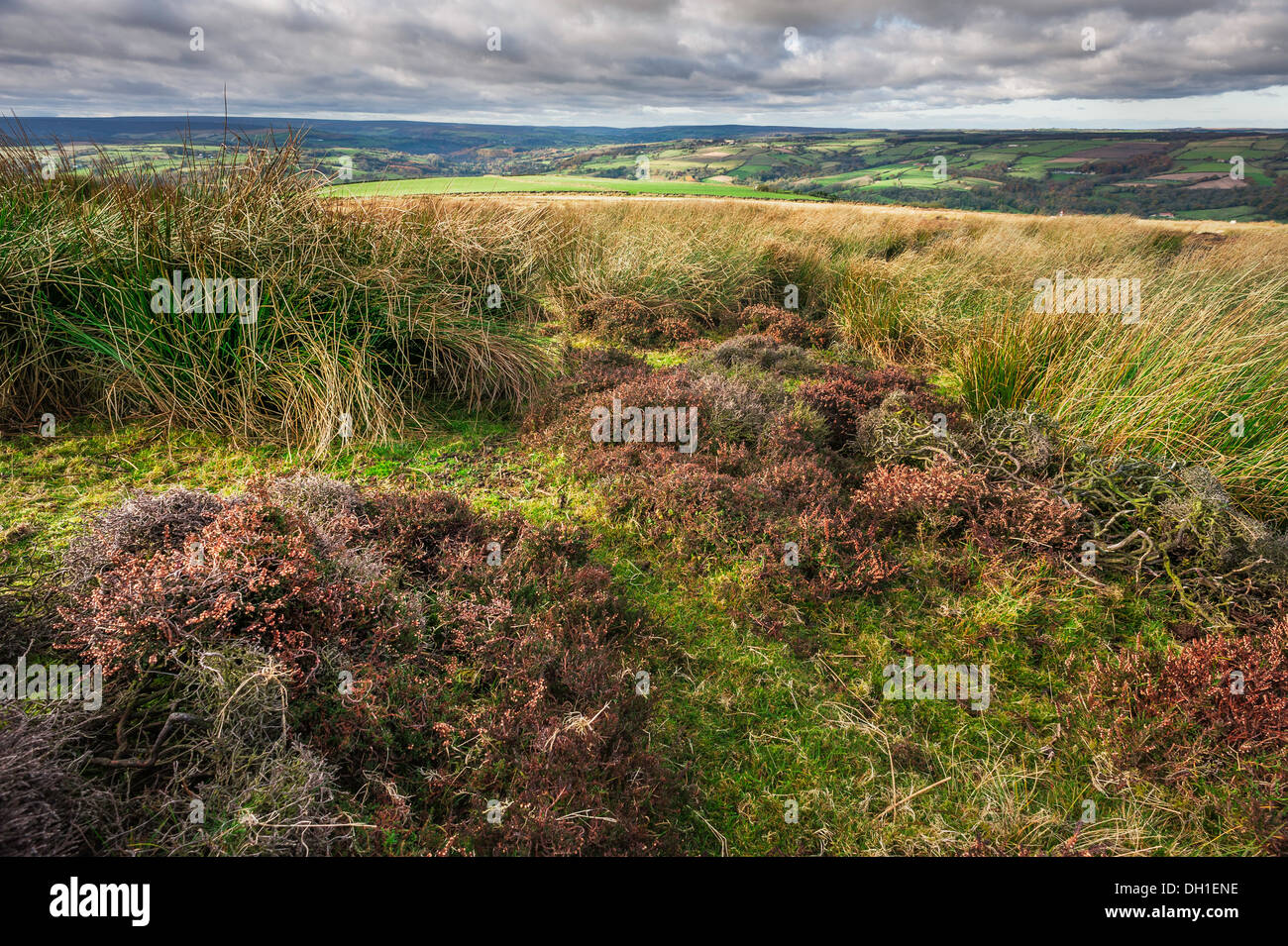 The North York Moors National Park on a windswept afternoon showing cotton grass and  heather, Grosmont village, Yorkshire, UK. Stock Photo