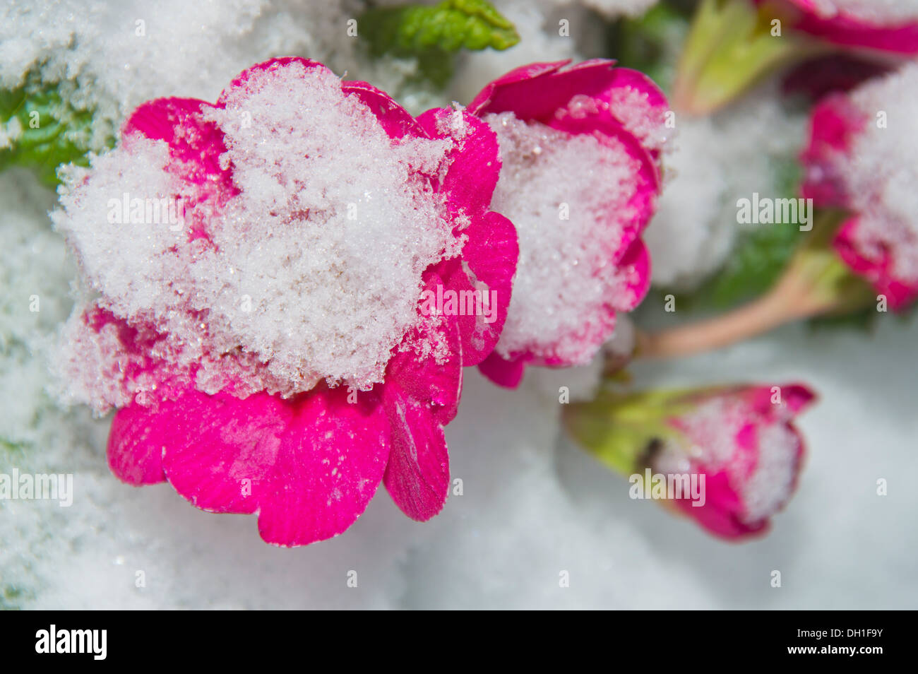 Concept Snow Flower Red Primrose Stock Photo Alamy