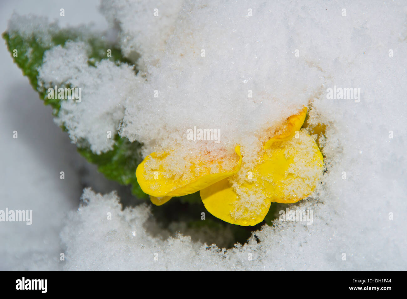 Concept, snow, flower, yellow primrose, Stock Photo